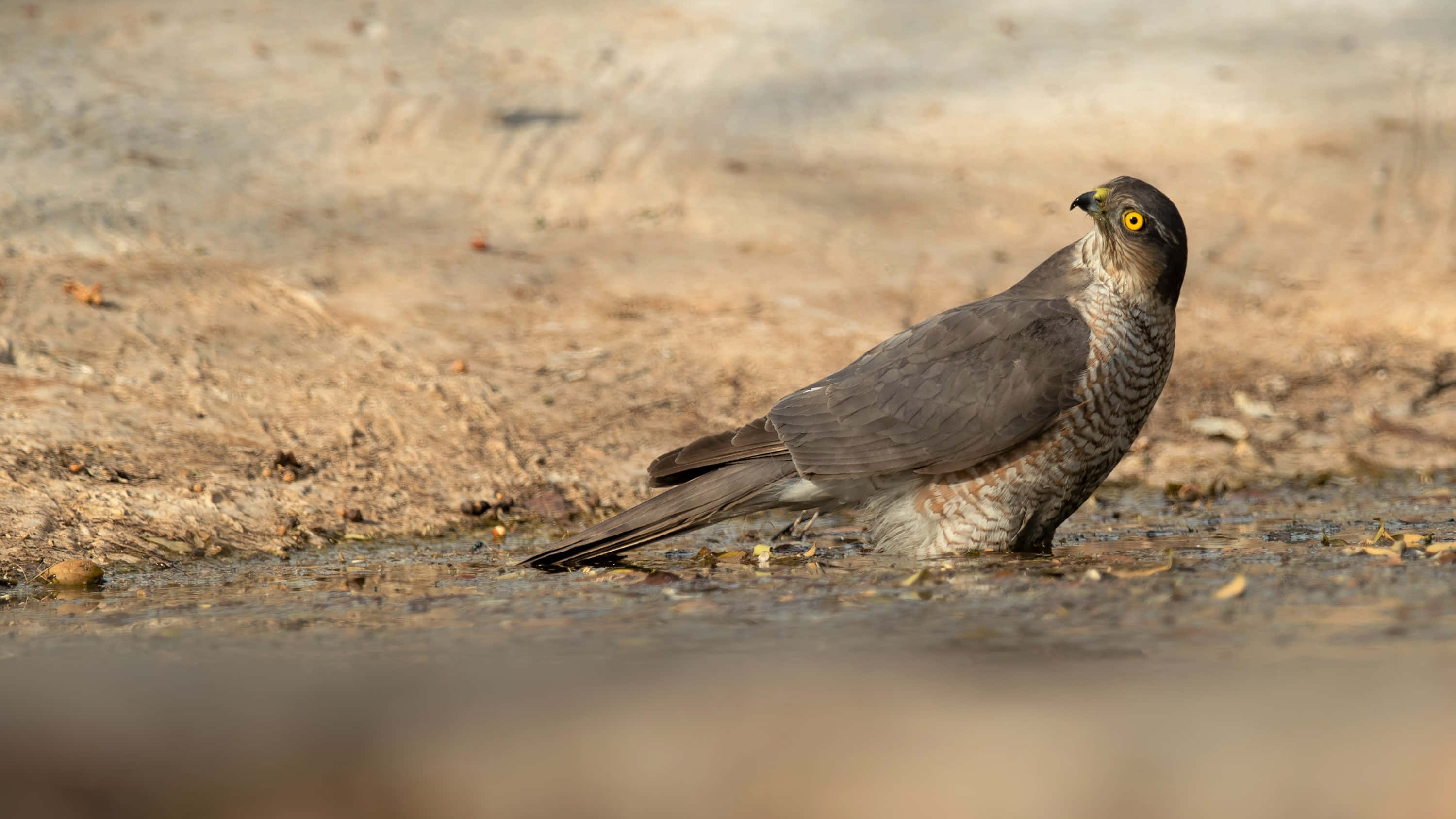 Sparrow Hawk 桌布 壁紙 — 一隻目光銳利的鷹在淺泥水中警覺地站立，背景是模糊的土色。
