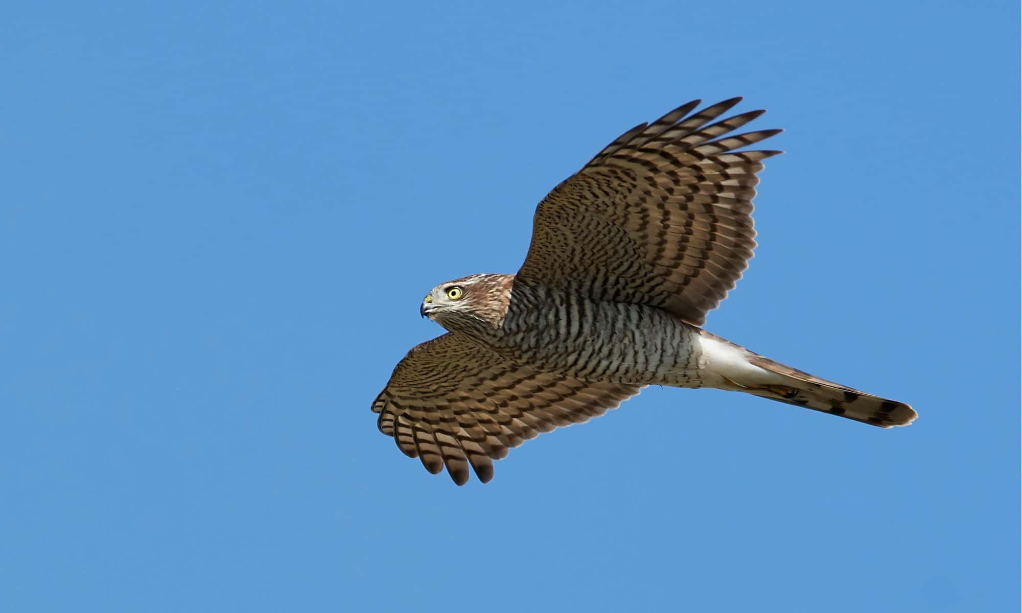 Sparrow Hawk 桌布 壁紙 — 一隻目光銳利的鷹在清澈的藍天中優雅地翱翔，翅膀完全展開。
