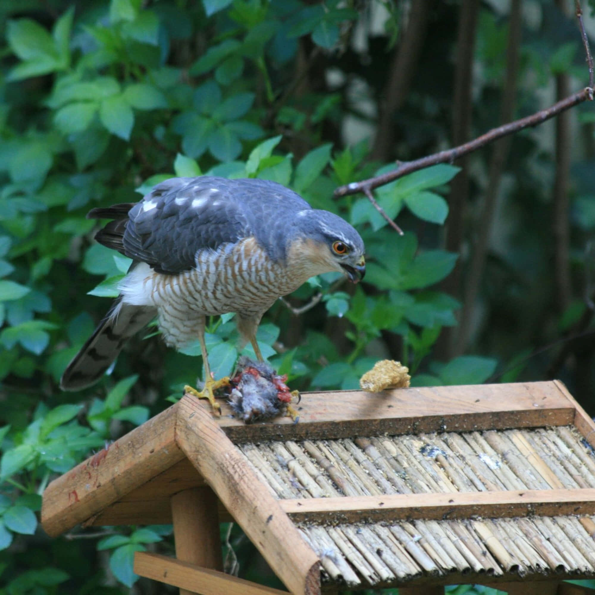 Sparrow Hawk 桌布 壁紙 — 一隻目光銳利的鷹棲息在木製餵食器上，在茂密的綠葉中撕扯獵物。