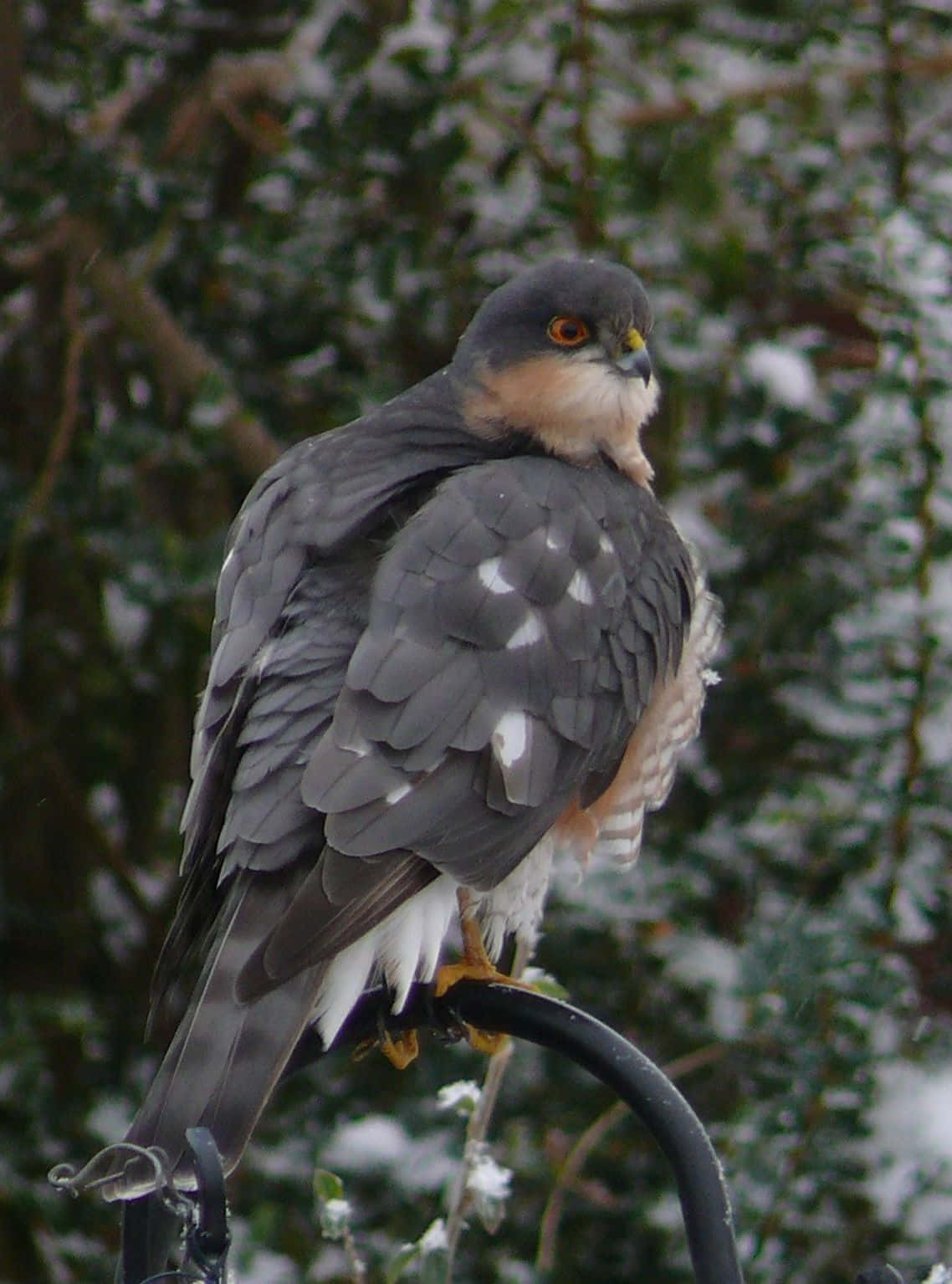 Sparrow Hawk 桌布 壁紙 — 一隻目光銳利的鷹棲息在積雪的金屬柱上，背景是灑滿雪花的常青樹枝。