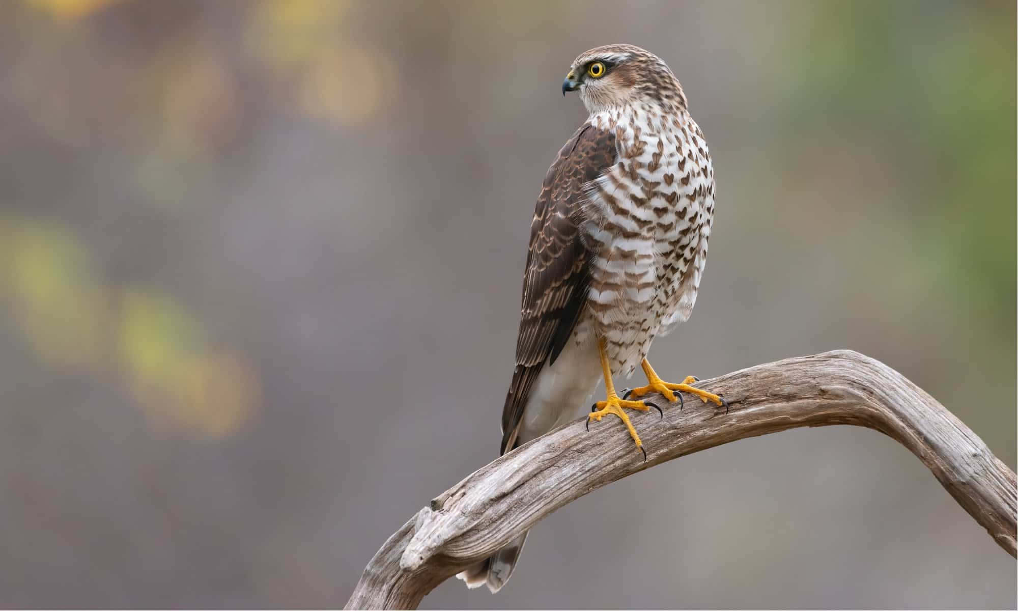 Sparrow Hawk 桌布 壁紙 — 一隻目光銳利的鷹警覺地棲息在一根風化的樹枝上，背景是柔和模糊的森林。