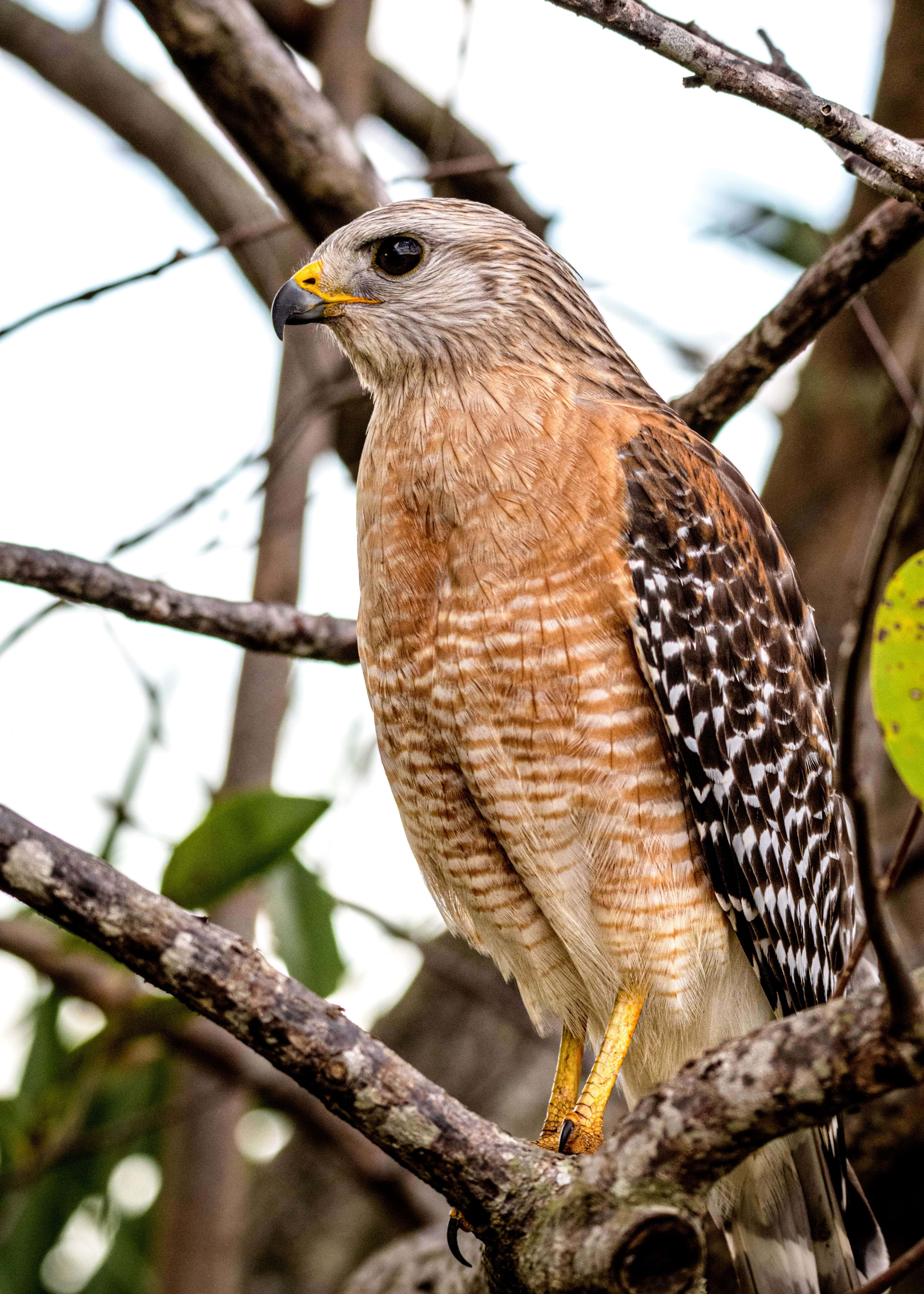 Falcon 桌布 壁紙 — 一隻目光銳利的鷹警覺地棲息在彎曲的樹枝上，其棕色和白色的羽毛在柔和模糊的森林背景下細節清晰。
