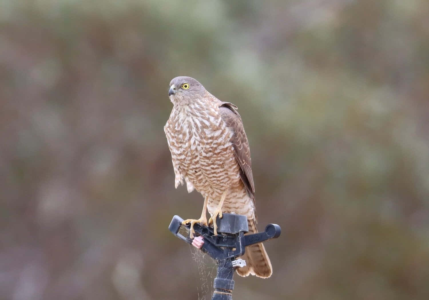 Sparrow Hawk 桌布 壁紙 — 一隻目光銳利的鷹警覺地棲息在灑水器頭上，背景是柔和模糊的自然景色。