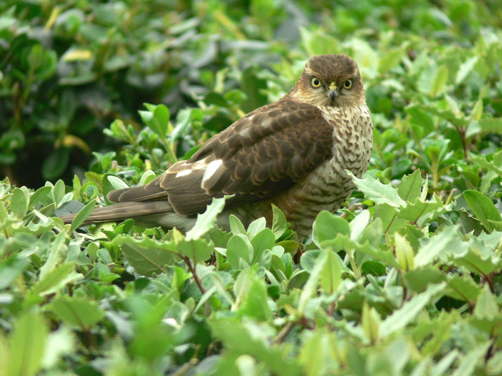 Sparrow Hawk 桌布 壁紙 — 一隻目光銳利的鷹警覺地棲息在茂密的綠色樹葉中，帶著專注的強度。