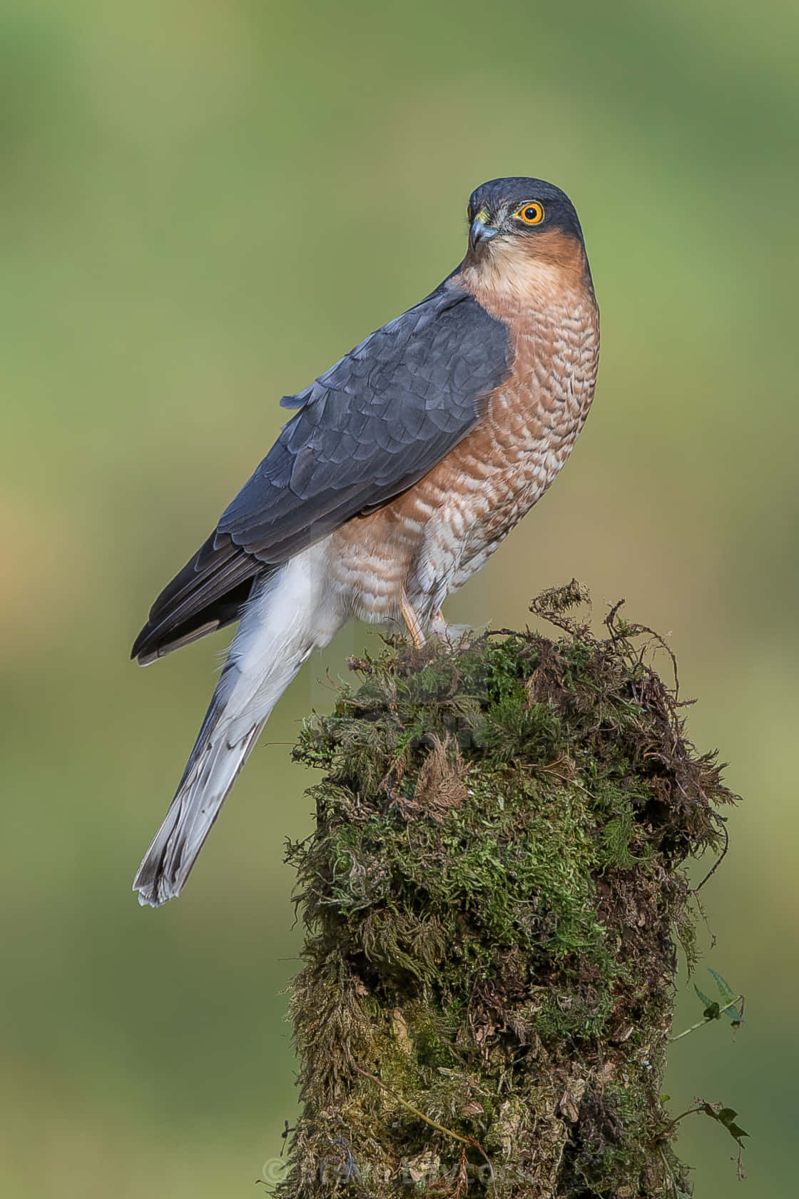Sparrow Hawk 桌布 壁紙 — 一隻目光銳利的鷹警覺地棲息在長滿苔蘚的樹樁上，背景是柔和的綠色模糊背景。