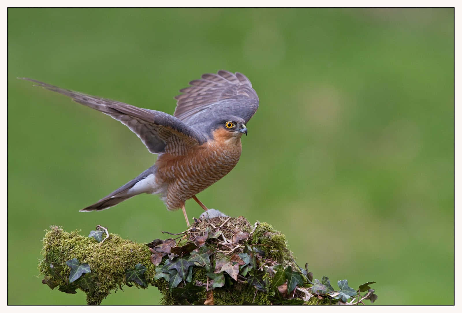 Sparrow Hawk 桌布 壁紙 — 一隻目光銳利的鷹警覺地棲息在長滿苔蘚的樹枝上，背景是柔和的綠色。