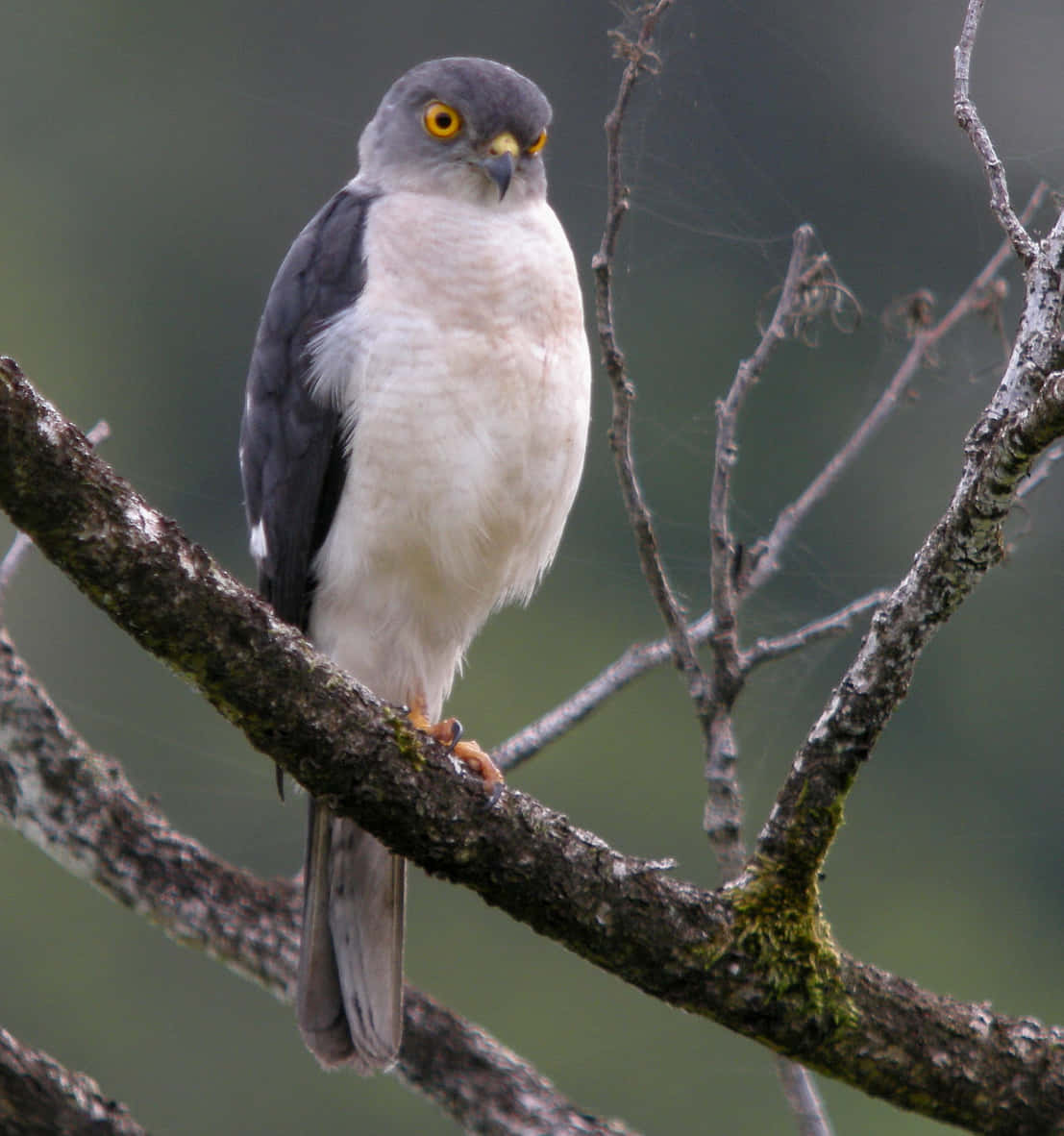 Sparrow Hawk 桌布 壁紙 — 一隻目光銳利的鷹警覺地棲息在長滿苔蘚的樹枝上，背景是柔和模糊的森林。