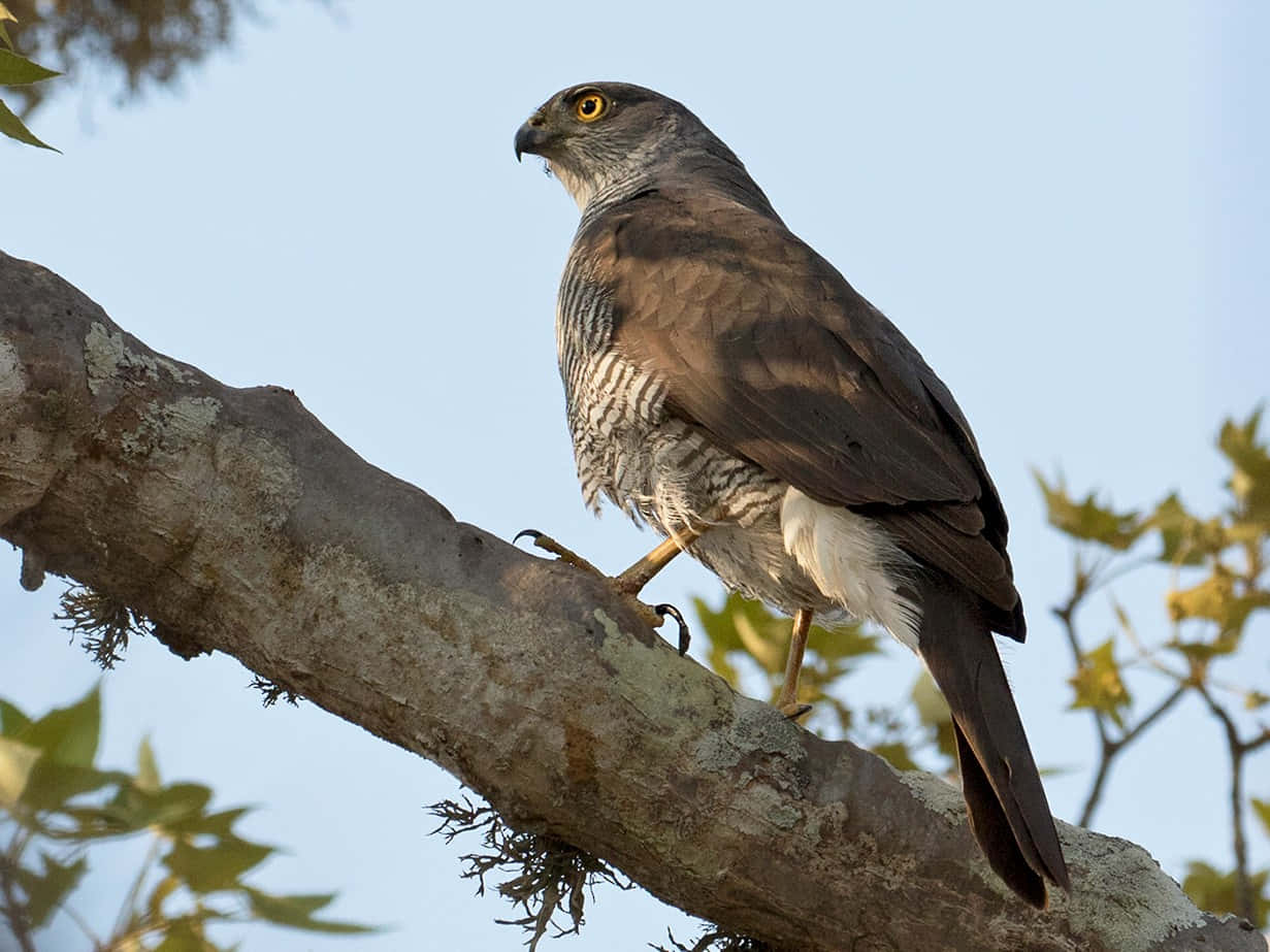 Sparrow Hawk 桌布 壁紙 — 一隻目光銳利的鷹警覺地棲息在長滿苔蘚的樹枝上，背景是清澈的藍天和斑駁的綠葉。