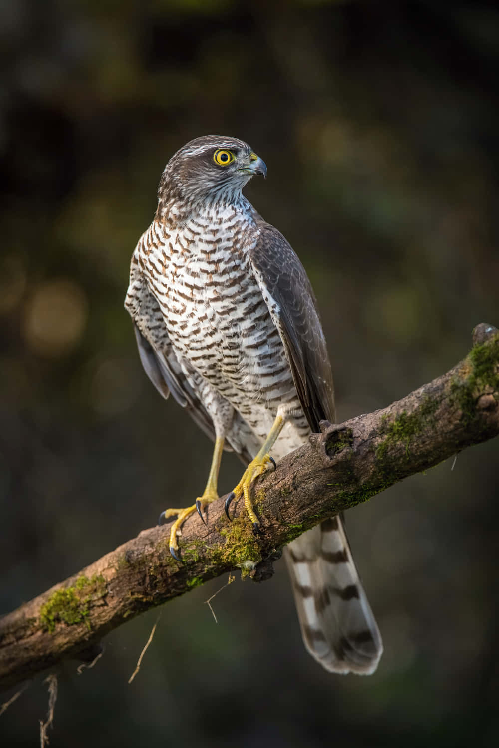 Sparrow Hawk 桌布 壁紙 — 一隻目光銳利的鷹警覺地棲息在長滿苔蘚的樹枝上，背景是柔和模糊的森林。