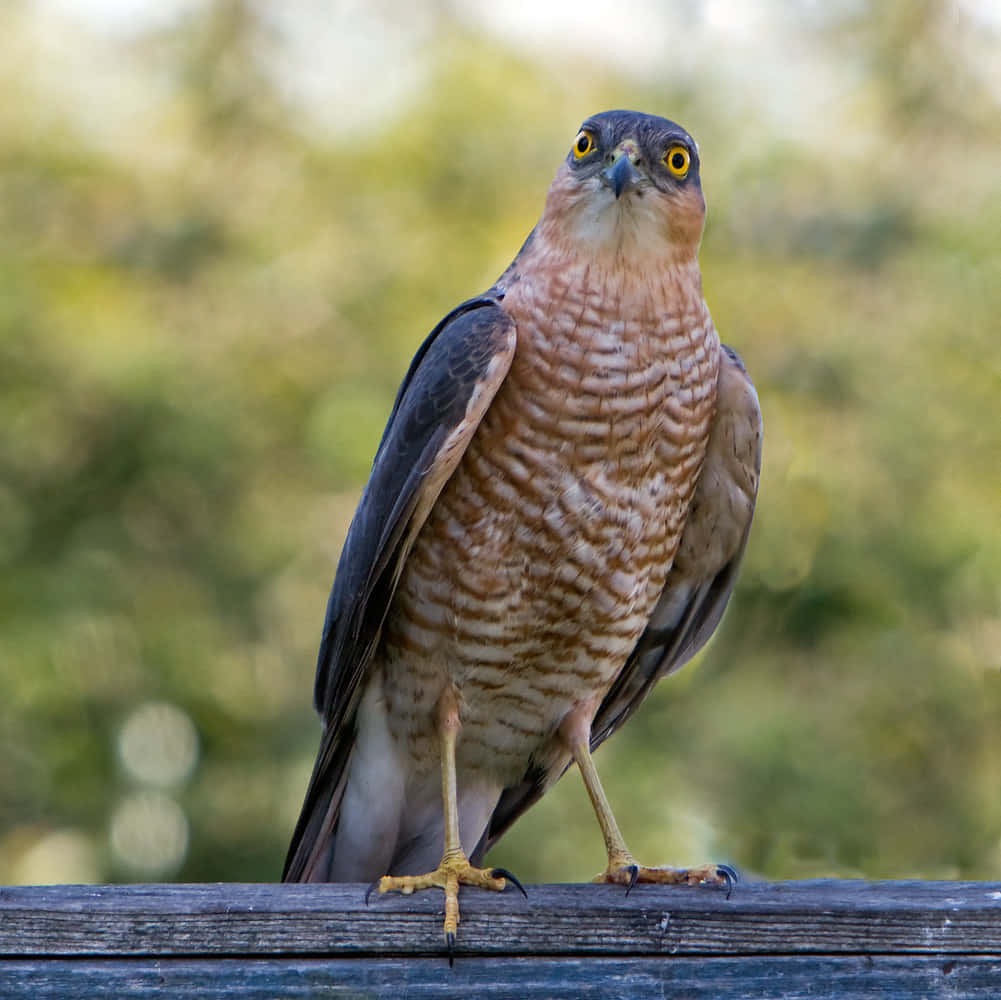 Sparrow Hawk 桌布 壁紙 — 一隻目光銳利的鷹警覺地棲息在風化的木柵欄上，背景是柔和的綠色模糊效果。