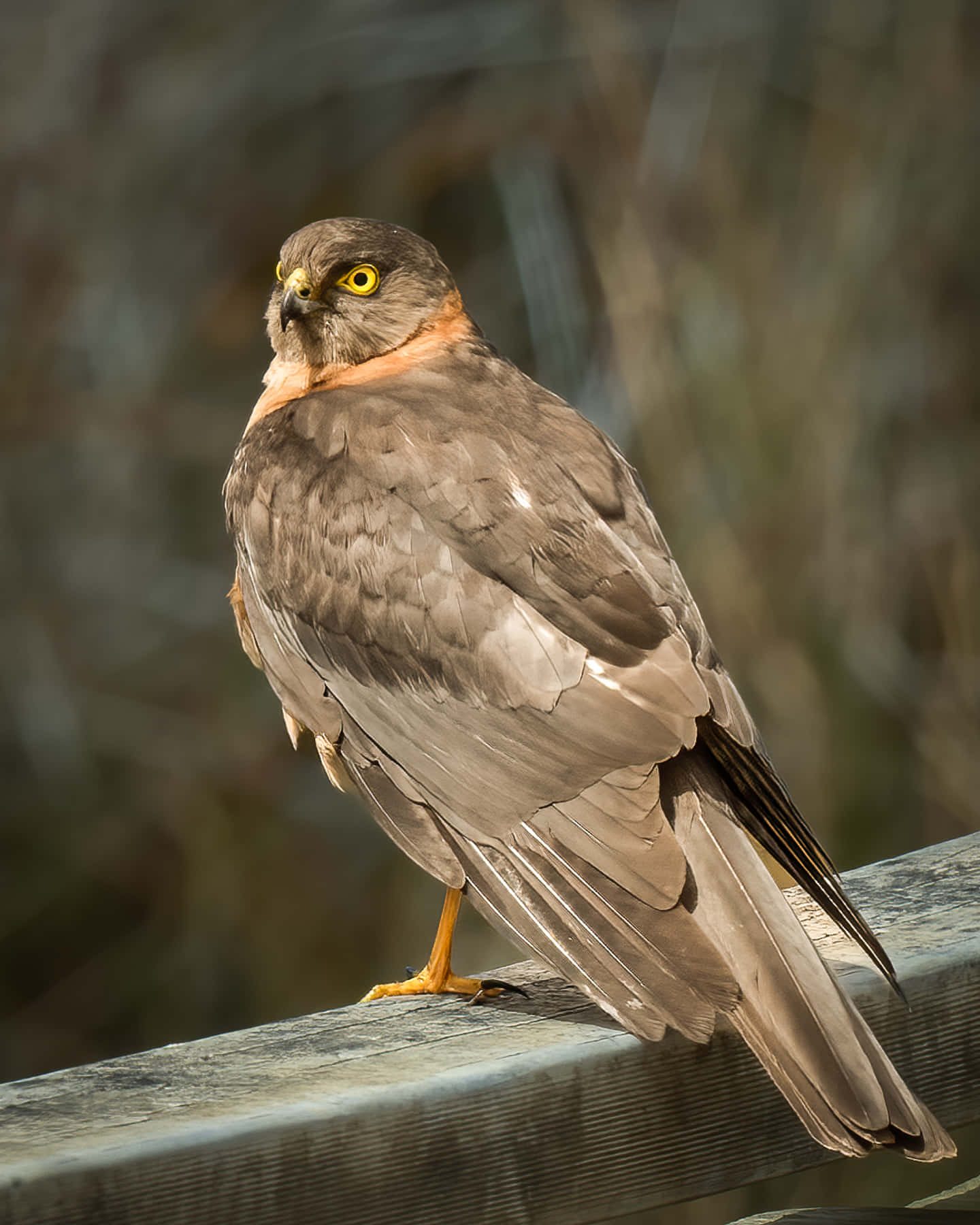 Sparrow Hawk 桌布 壁紙 — 一隻目光銳利的鷹警覺地棲息在風化的木欄杆上，背景是柔和模糊的自然景色。