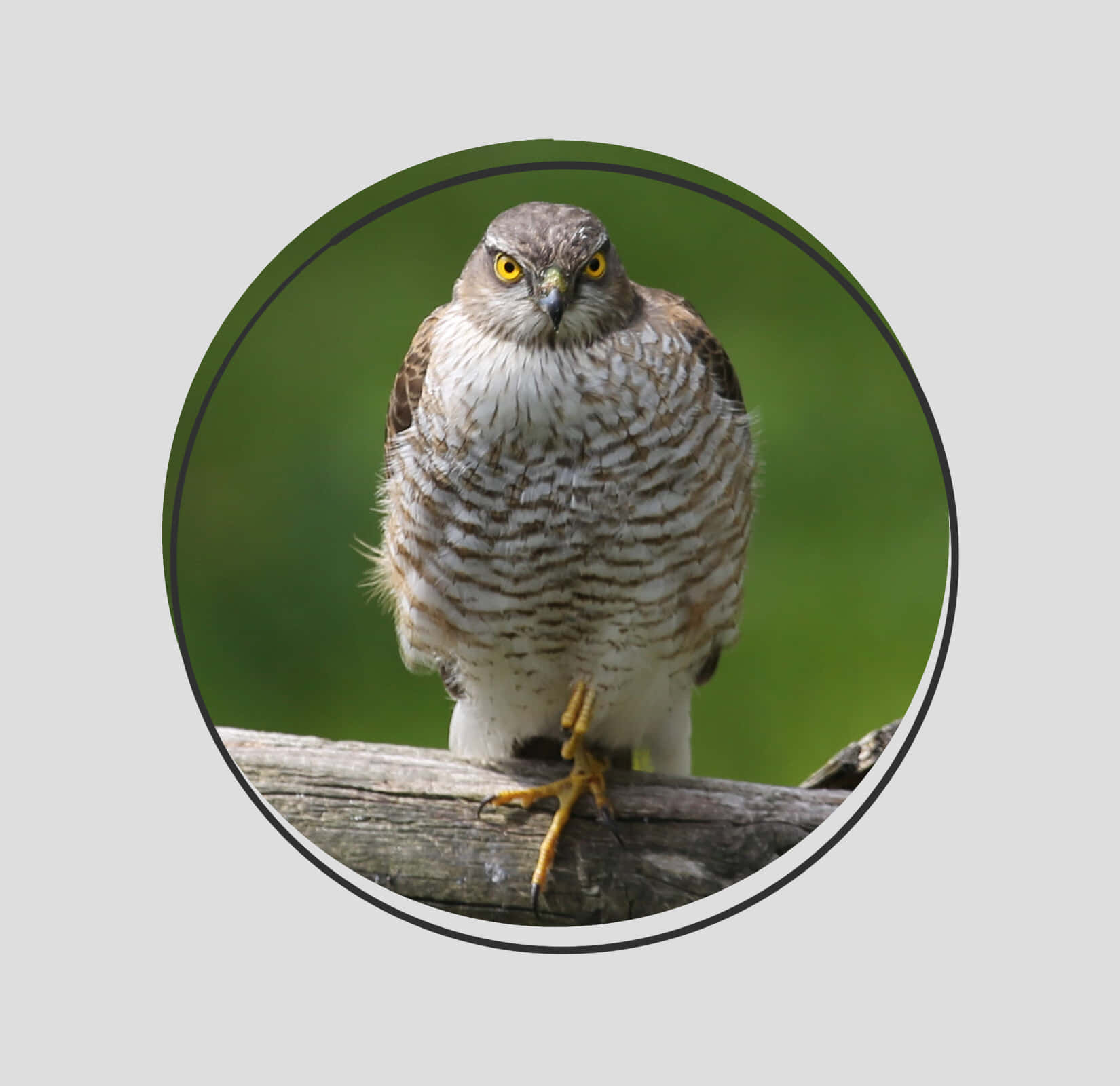 Sparrow Hawk 桌布 壁紙 — 一隻目光銳利的鷹警覺地棲息在風化的木頭上，背景是柔和的綠色。