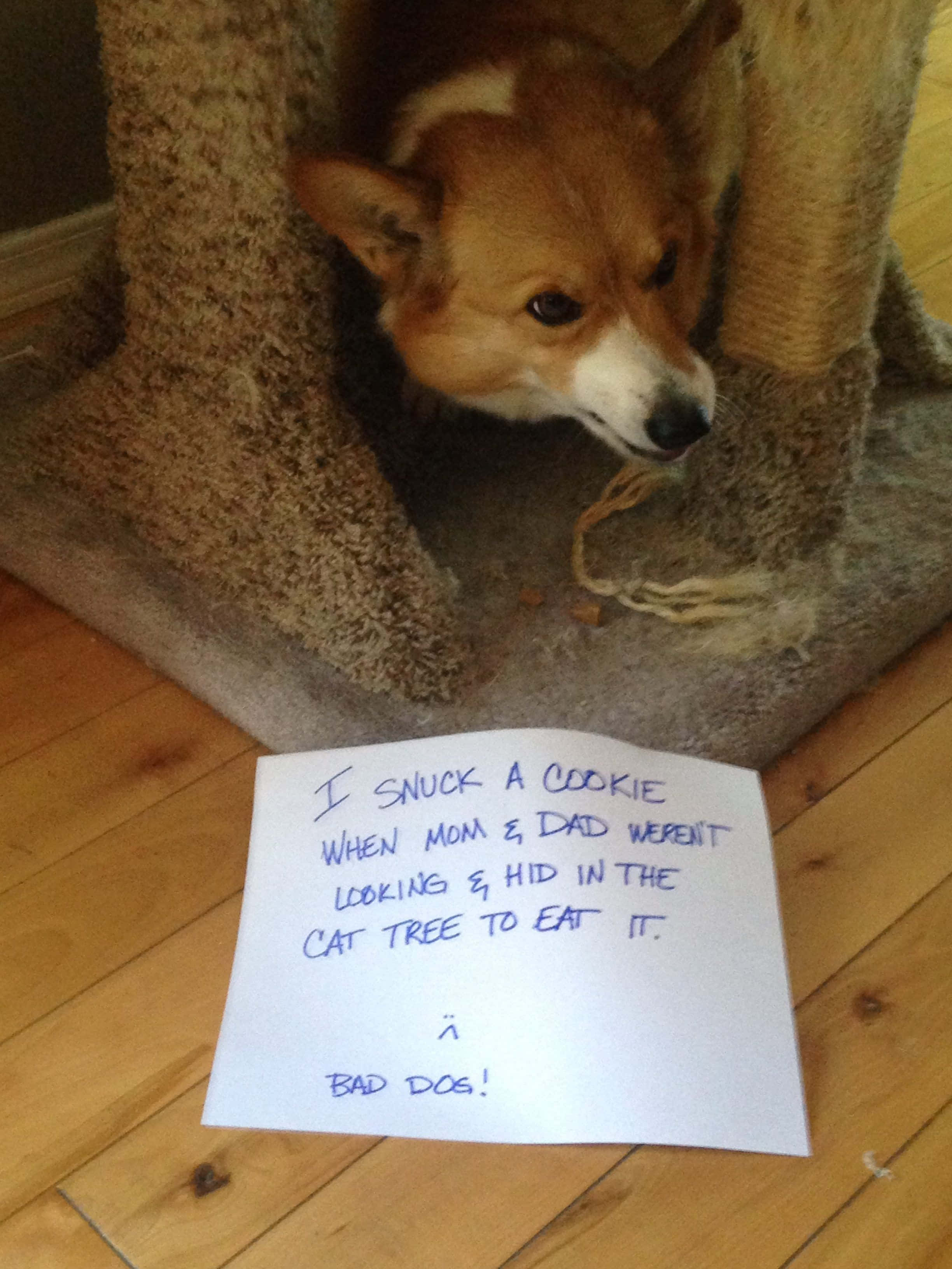 Corgi Funny 桌布 壁紙 — 一隻看似內疚的柯基從貓樹中探出頭來，一張手寫便條承認偷了一塊餅乾。