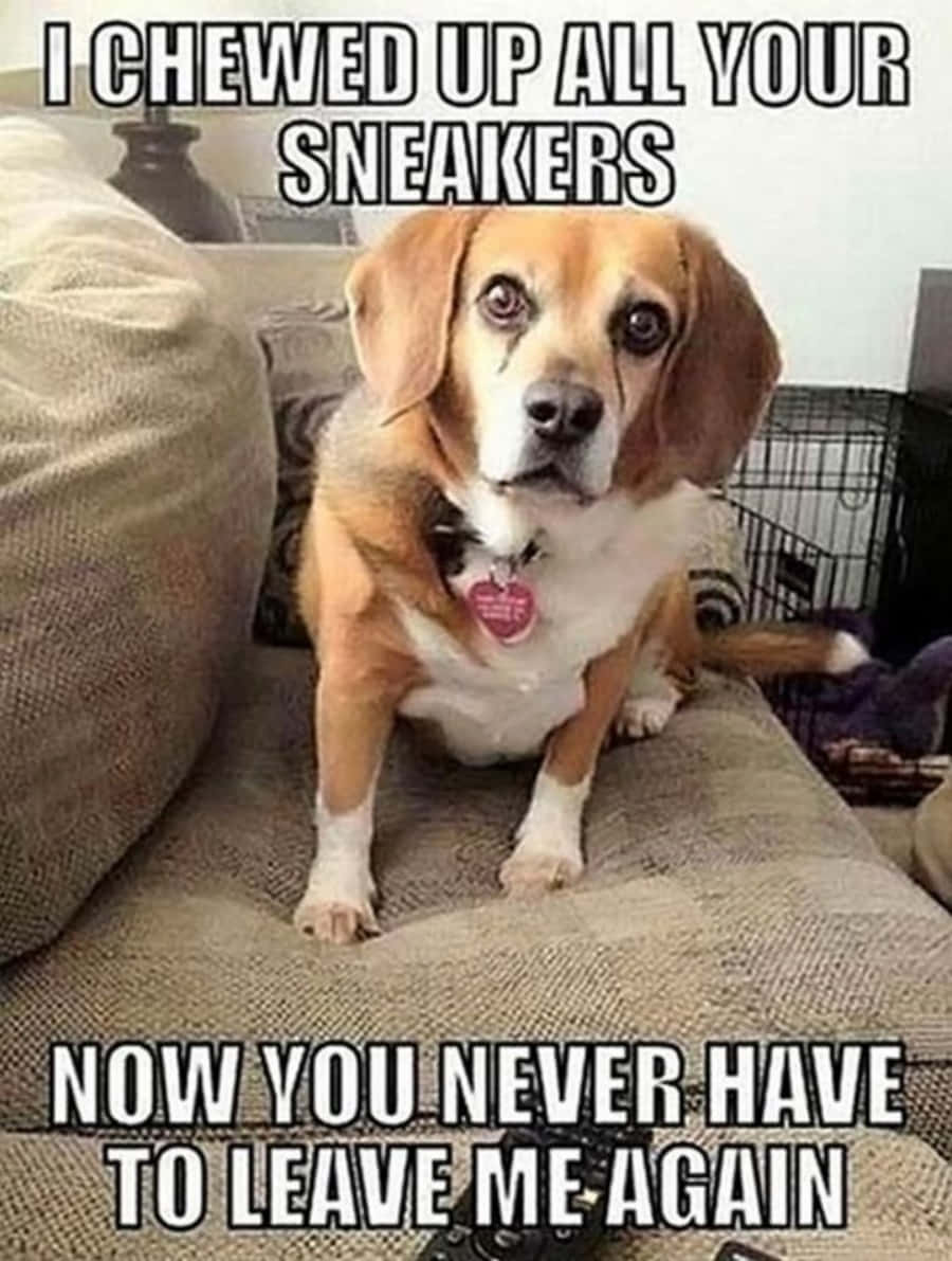 狗 桌布 壁紙 — 一隻看似內疚的比格犬坐在沙發上，文字指責牠咬爛運動鞋，並希望永遠不再被遺棄。