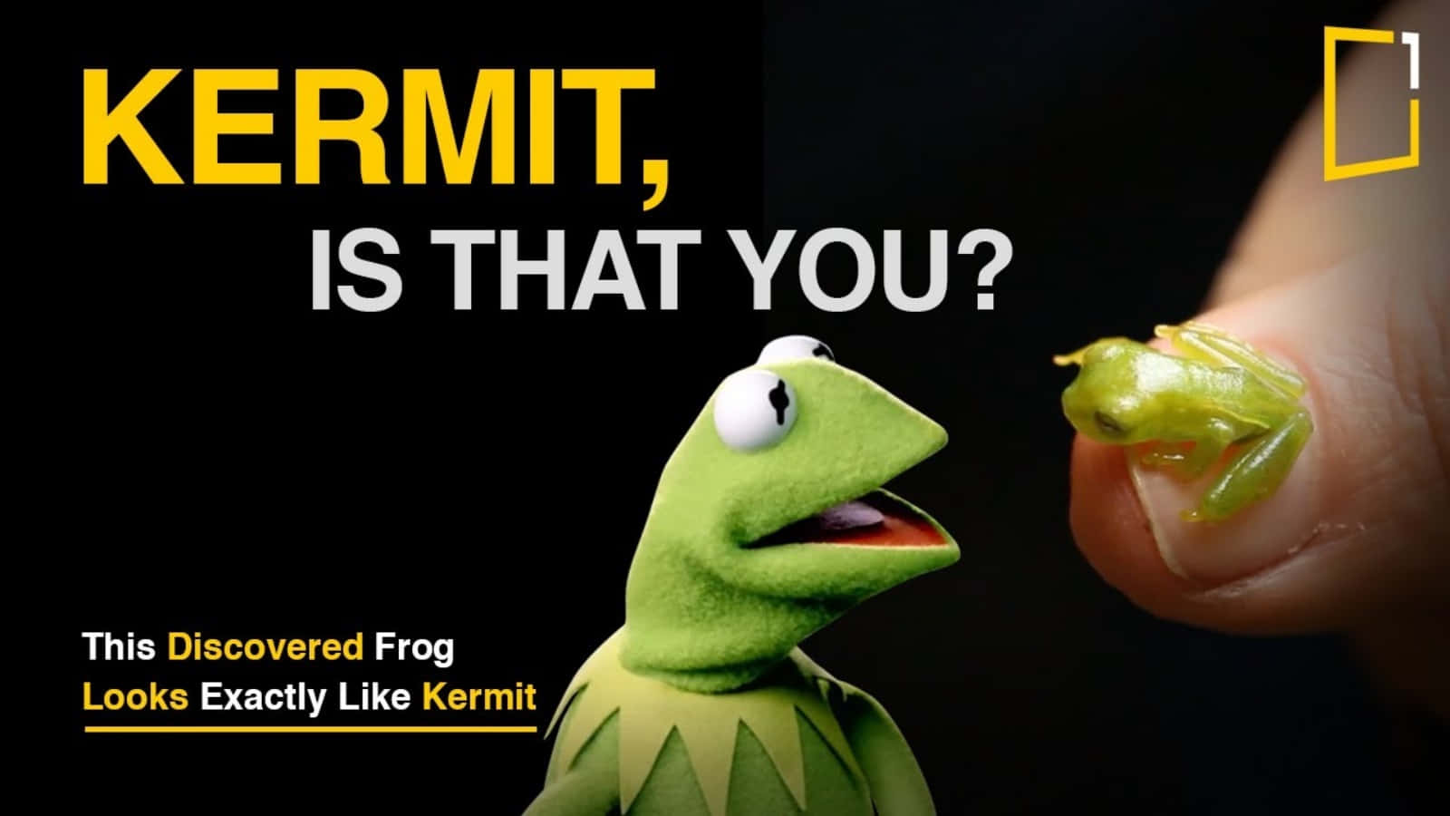 poster 桌布 壁紙 — 一隻真實的綠色青蛙坐在指尖上，在Kermit the Frog木偶旁邊，兩者在黑色背景前都表現出驚訝。