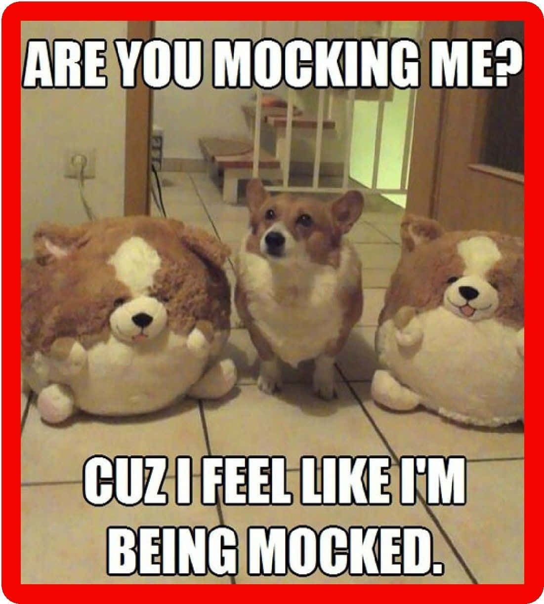 Corgi Funny 桌布 壁紙 — 一隻真正的柯基犬站在兩隻柯基絨毛玩具之間，磁磚地板上有一段文字問牠是否被嘲笑。