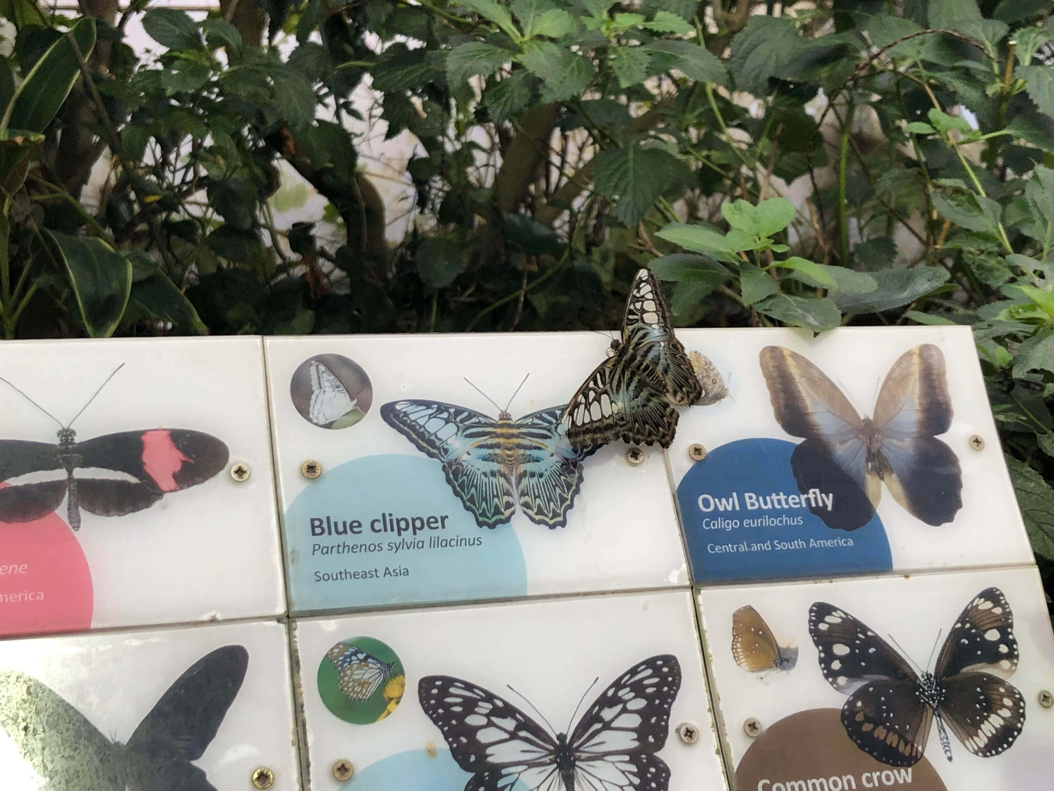Butterfly Zoo 桌布 壁紙 — 一隻真正的貓頭鷹蝴蝶棲息在一個教育展示板上，展示著標有標籤的蝴蝶物種，周圍是茂密的綠色葉子。