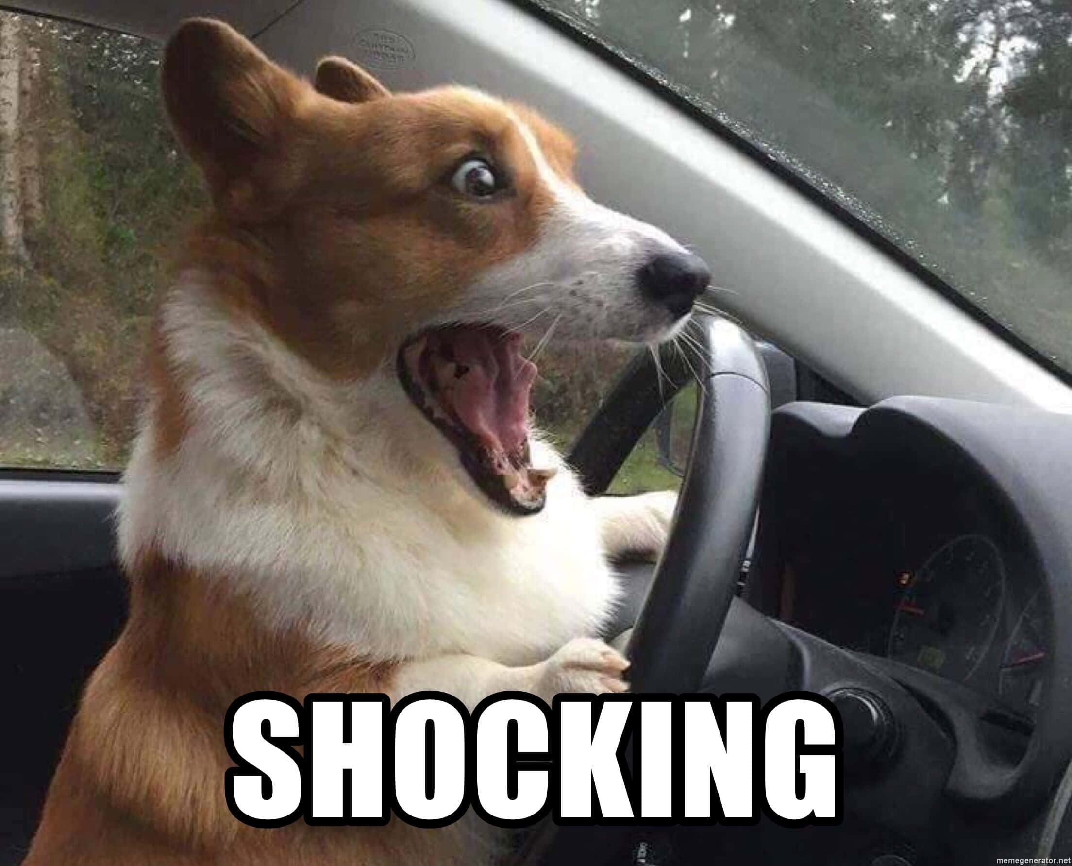 Corgi Funny 桌布 壁紙 — 一隻眼睛睜大、嘴巴張開的柯基犬坐在汽車方向盤上，好像在開車，上面有粗體的「SHOCKING」文字疊加。
