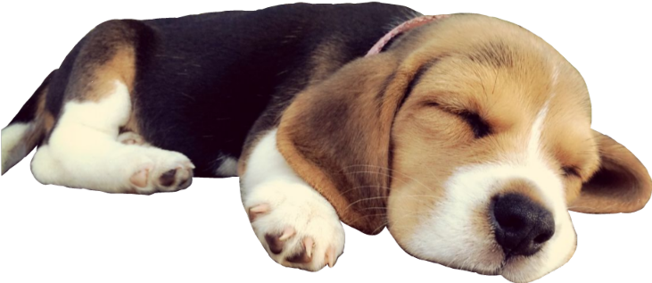 睡眠 桌布 壁紙 — 一隻睏倦的三色比格犬幼犬在純黑背景下閉著眼睛平靜地休息。