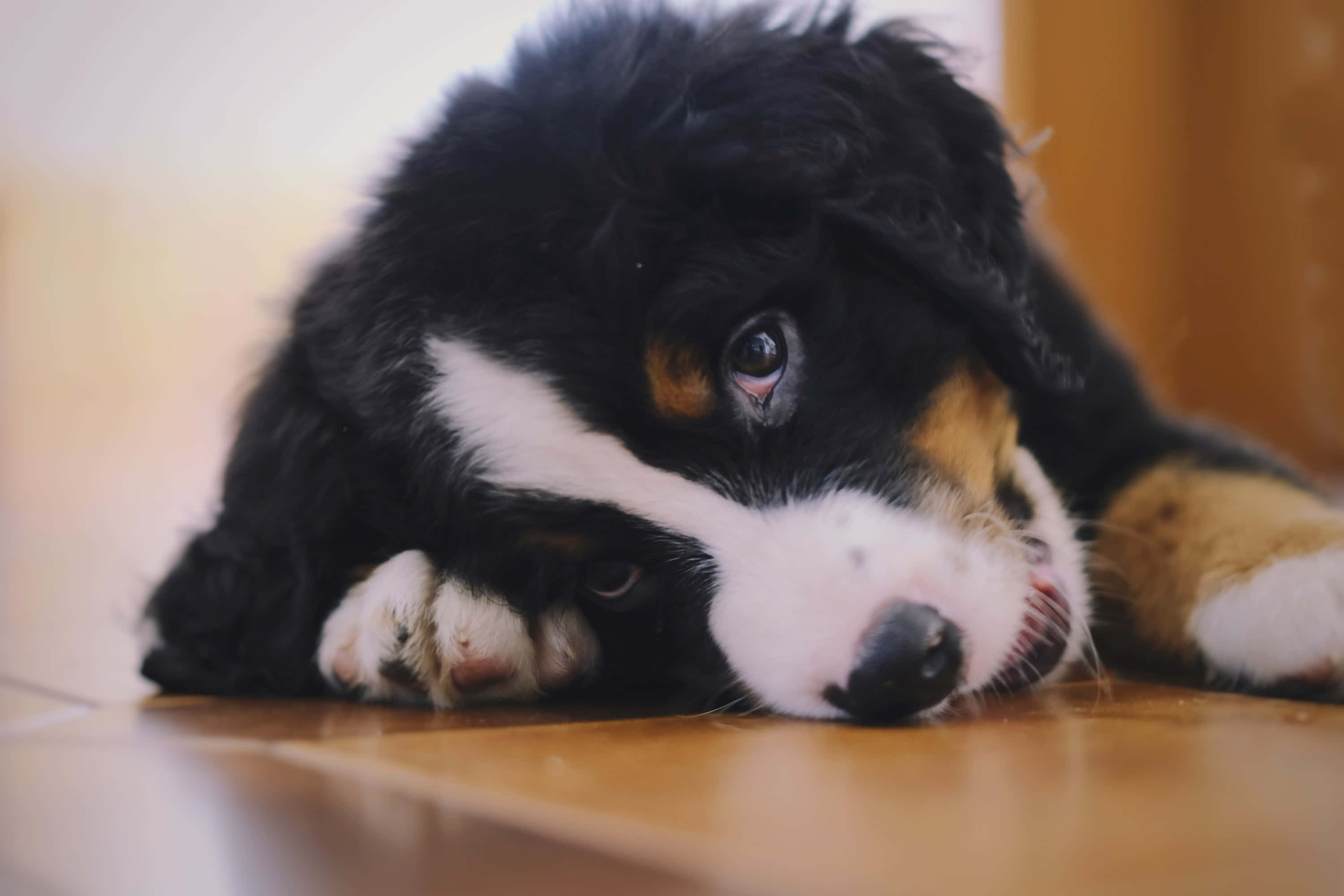 Floor 桌布 壁紙 — 一隻睏倦的伯恩山犬幼犬將頭靠在木地板上，背景柔和模糊。