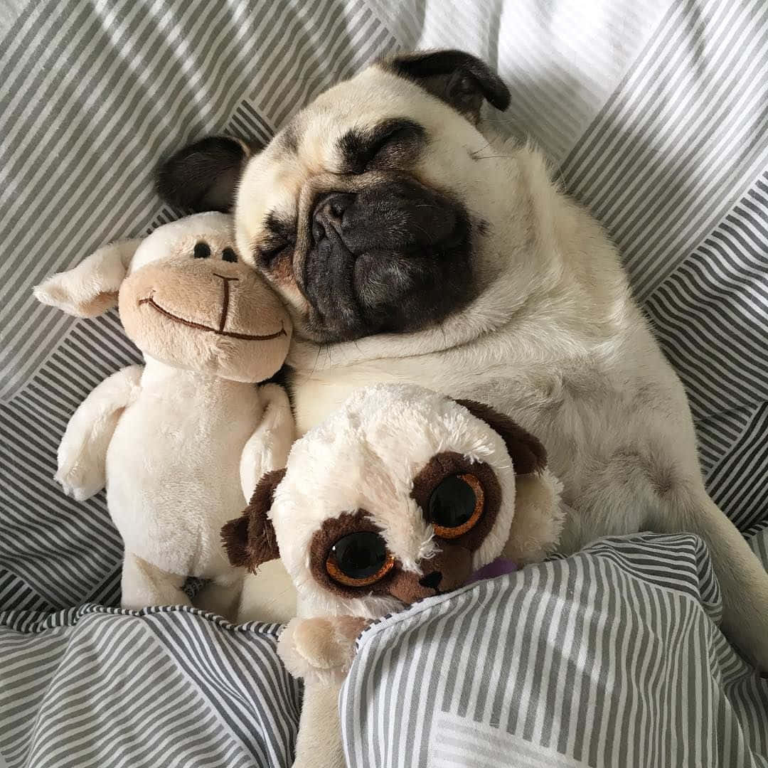 Pug 桌布 壁紙 — 一隻睏倦的哈巴狗在條紋床上安詳地休息，周圍有兩個毛絨玩具。