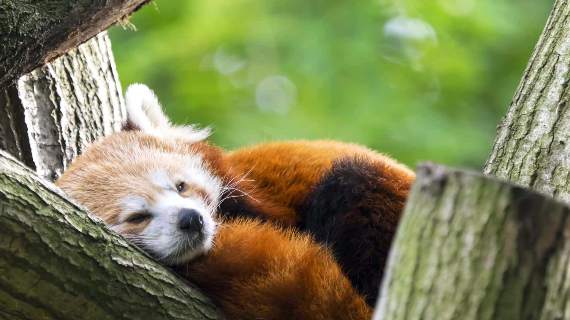 Red Panda 桌布 壁紙 — 一隻睏倦的小熊貓在樹洞裡蜷縮著身體，周圍是茂密的綠色森林樹葉。