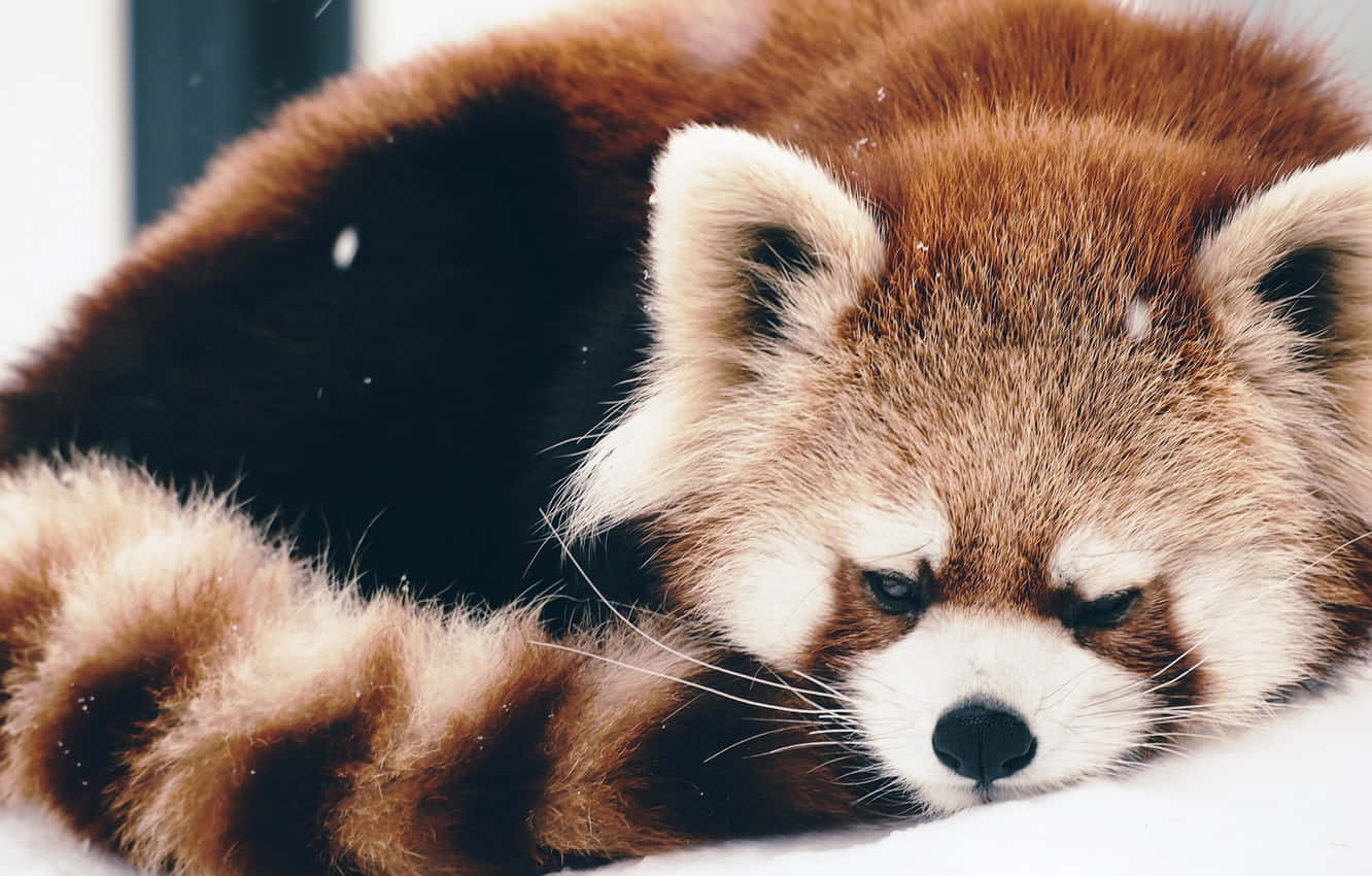 Cute Red Panda 桌布 壁紙 — 一隻睏倦的小熊貓在軟雪中蜷縮，有蓬鬆的棕色毛和白色斑紋。