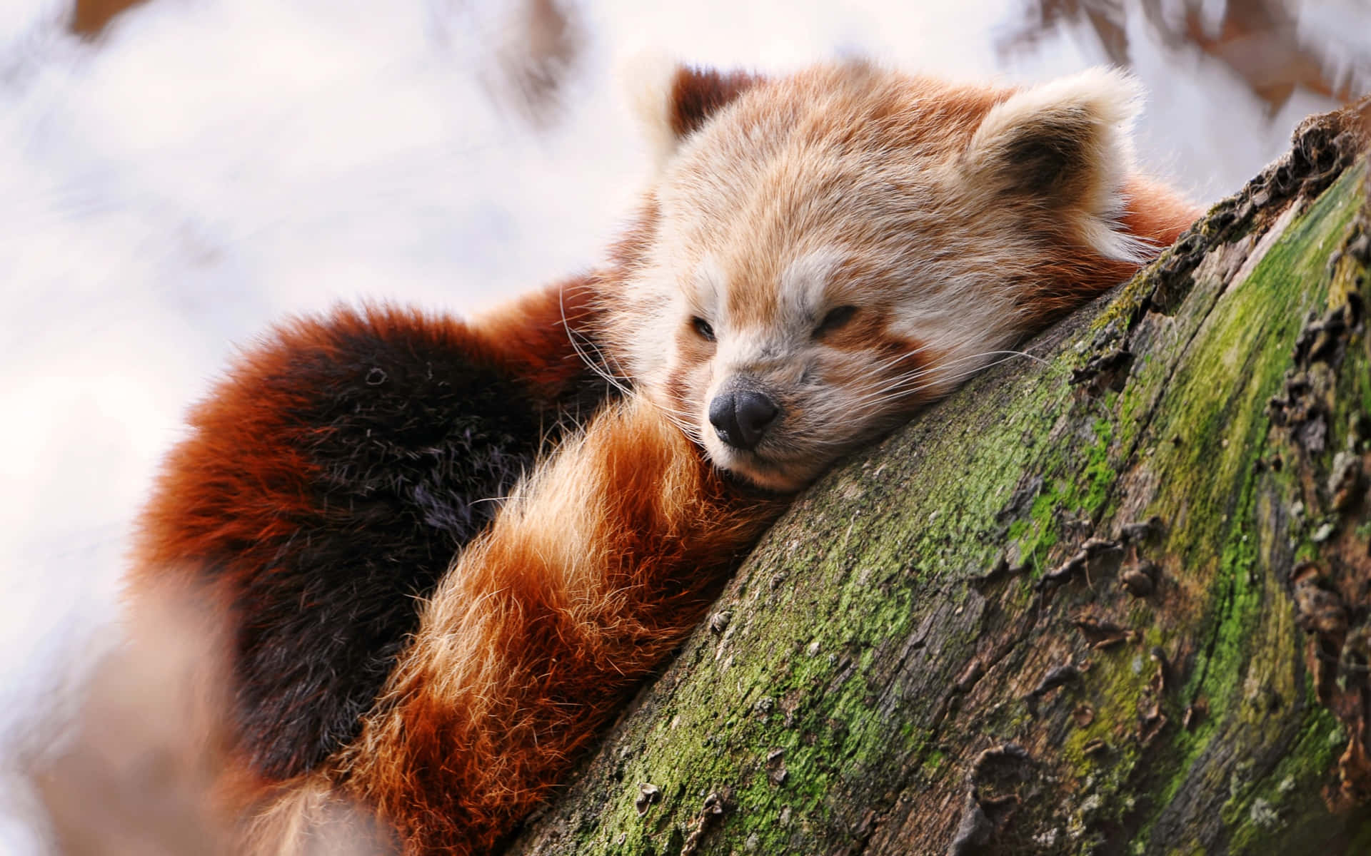 Cute Red Panda 桌布 壁紙 — 一隻睏倦的小熊貓在雪地森林中將頭靠在長滿苔蘚的樹幹上休息。