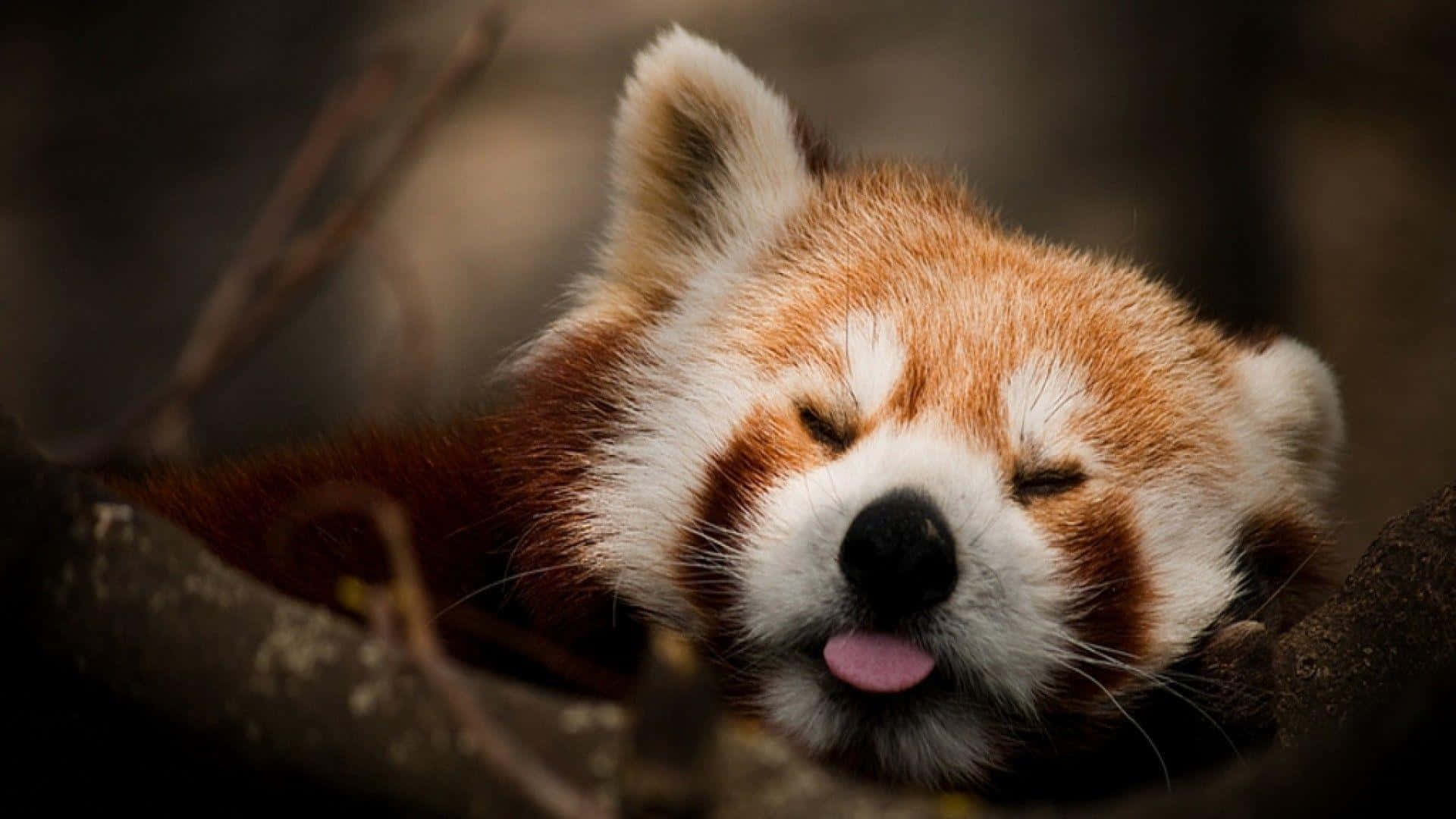 動物 桌布 壁紙 — 一隻睏倦的小熊貓將頭擱在樹枝上，閉著眼睛，微微伸出舌頭，享受寧靜的一刻。