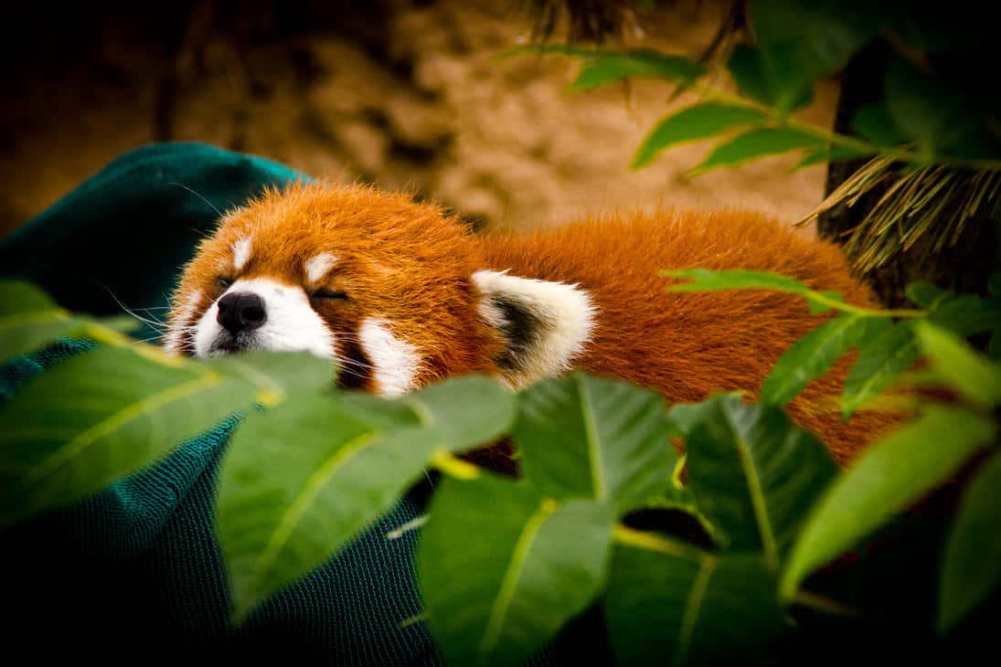 Cute Red Panda 桌布 壁紙 — 一隻睏倦的小熊貓蜷縮在青綠色毯子上，在茂密綠葉之間入睡。