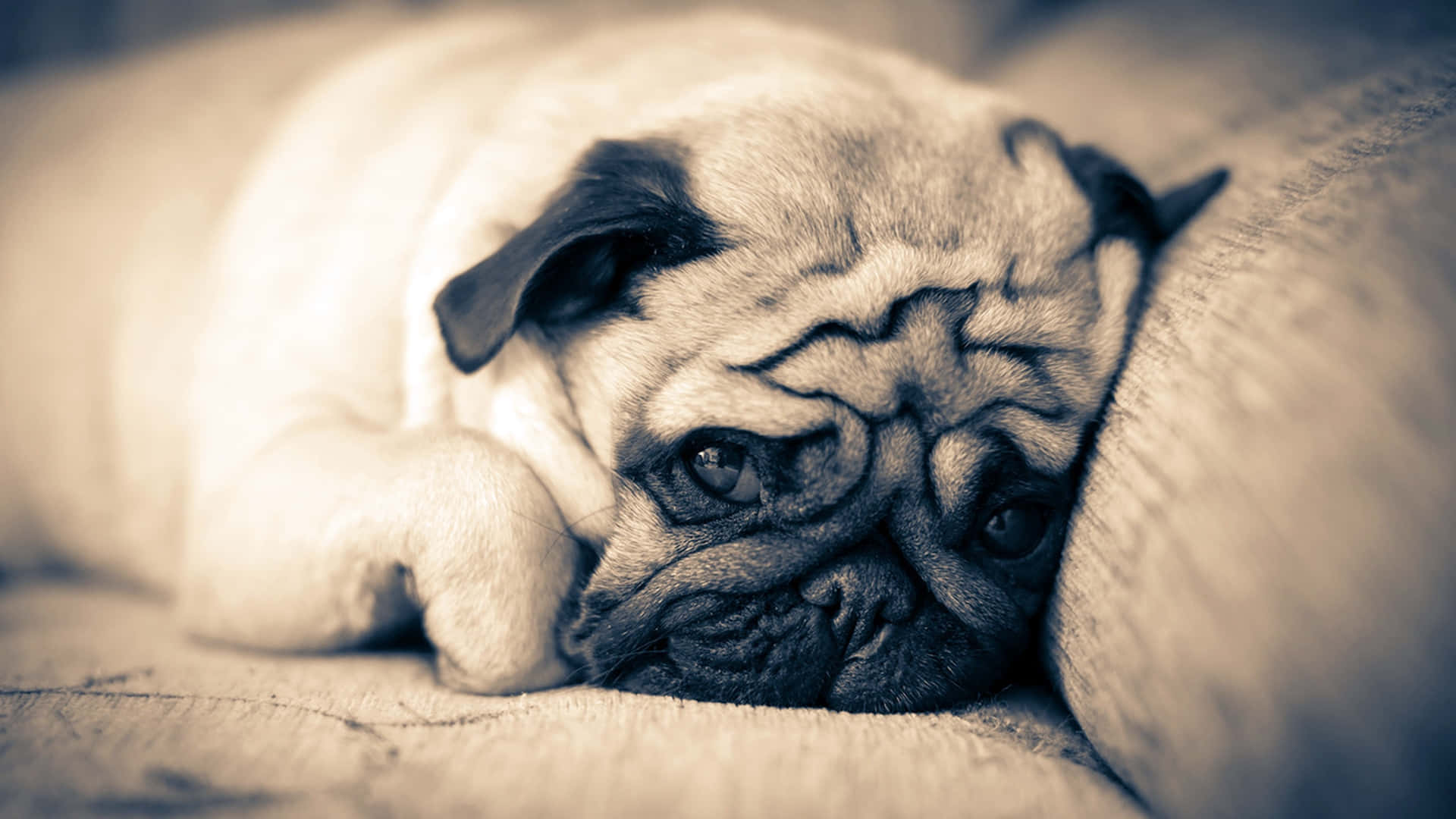 狗 桌布 壁紙 — 一隻睏倦的巴哥犬將頭靠在一個有紋理的靠墊上，帶有柔和的懷舊色調和眼睛周圍的深皺紋。