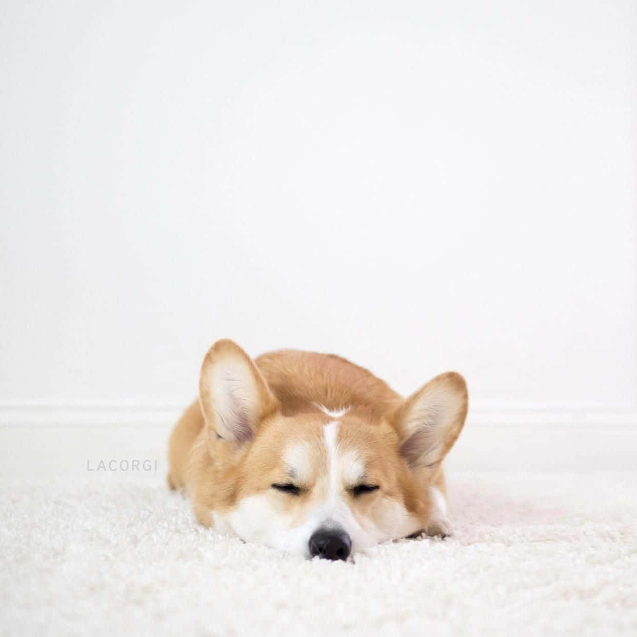 狗 桌布 壁紙 — 一隻睏倦的棕白色柯基犬在純白牆壁前的白色毛絨地毯上閉著眼睛安詳地休息。