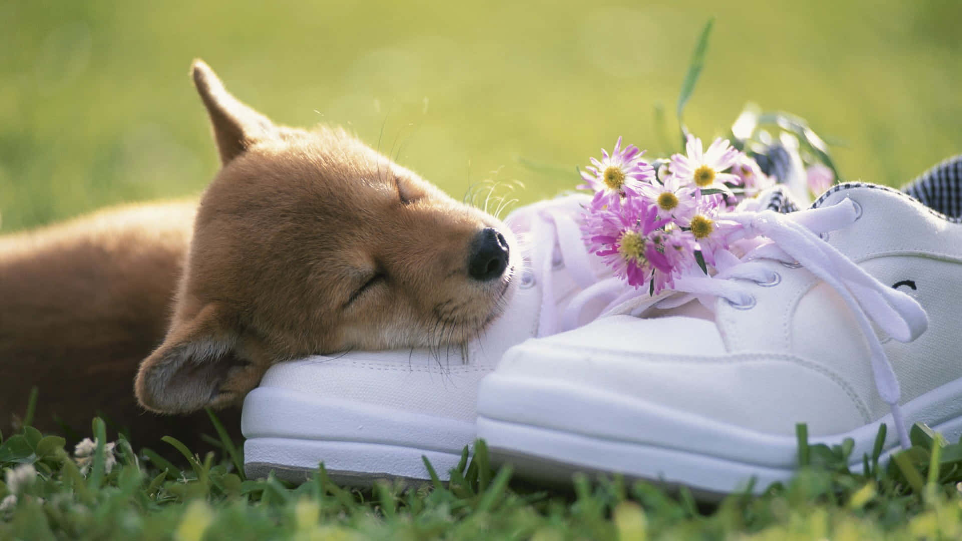 Cute Shoes 桌布 壁紙 — 一隻睏倦的棕色小狗在陽光明媚的草地上，將頭擱在一雙飾有粉紅色和白色野花的白色運動鞋上。