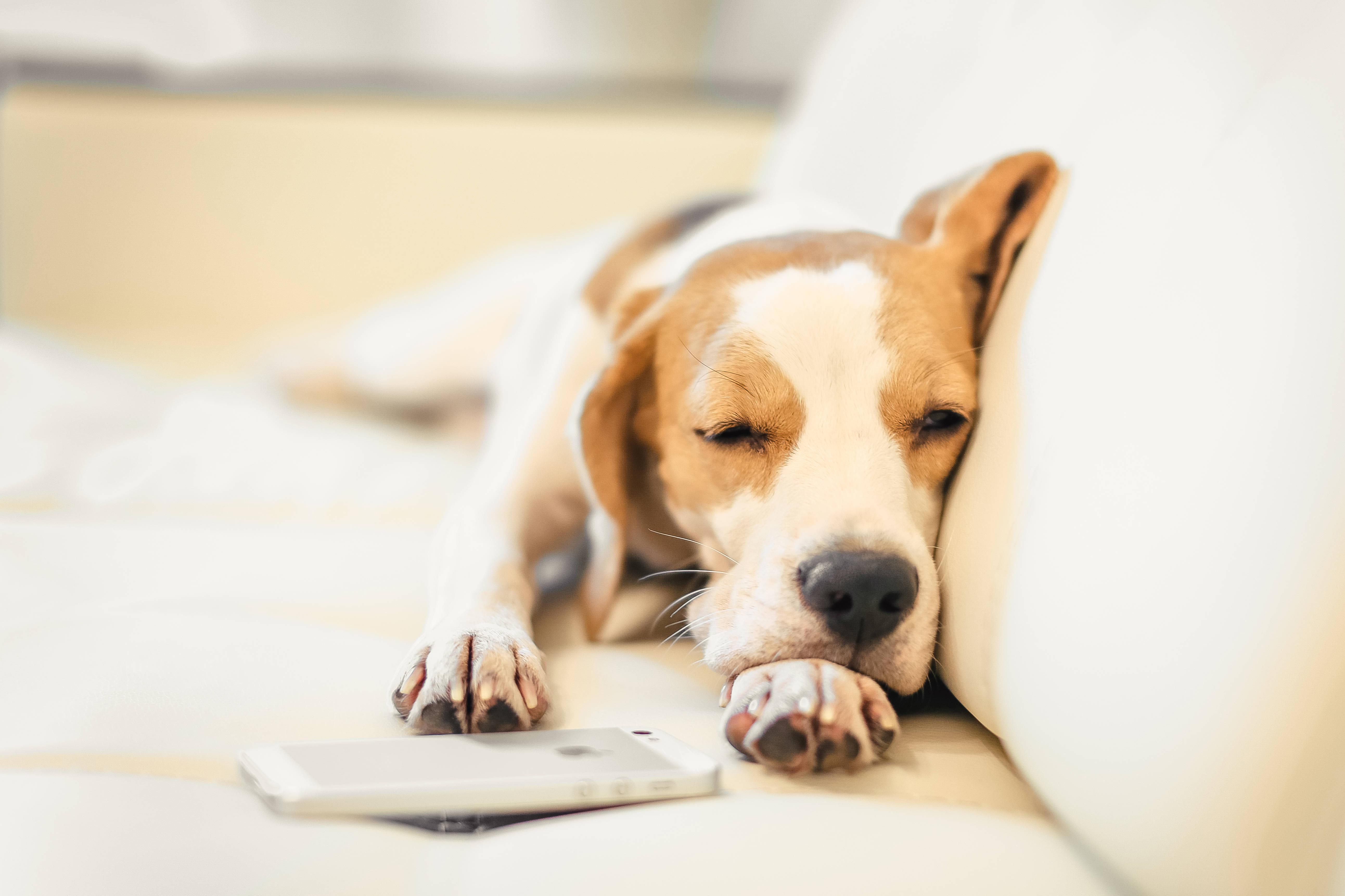 米格魯 桌布 壁紙 — 一隻睏倦的比格犬將頭枕在白色沙發上，爪子旁邊放著一支智慧型手機。