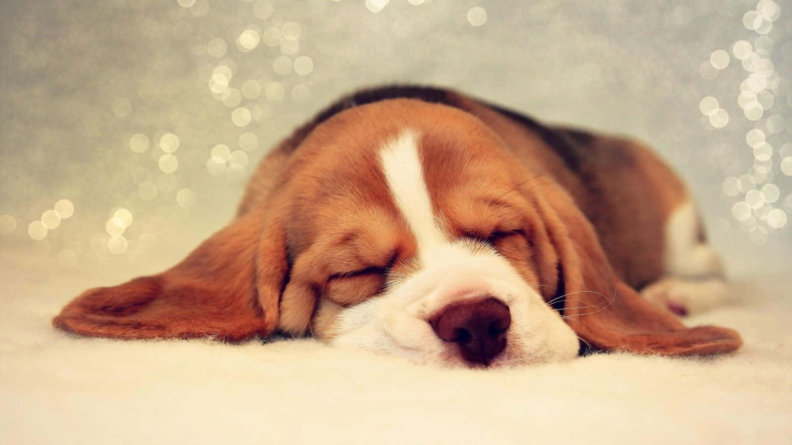 Beagle Dogs 桌布 壁紙 — 一隻睏倦的比格犬幼犬在柔軟的白色毛皮上平靜地休息，背景有閃爍的散景燈光。