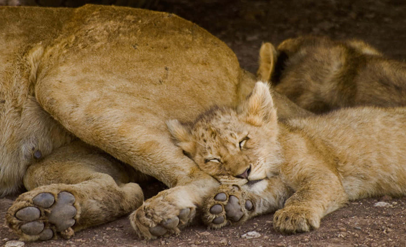 Baby Lion 桌布 壁紙 — 一隻睏倦的獅子幼崽在陽光照耀的稀樹草原巢穴中，蜷縮在媽媽溫暖、灰褐色的身側打盹。