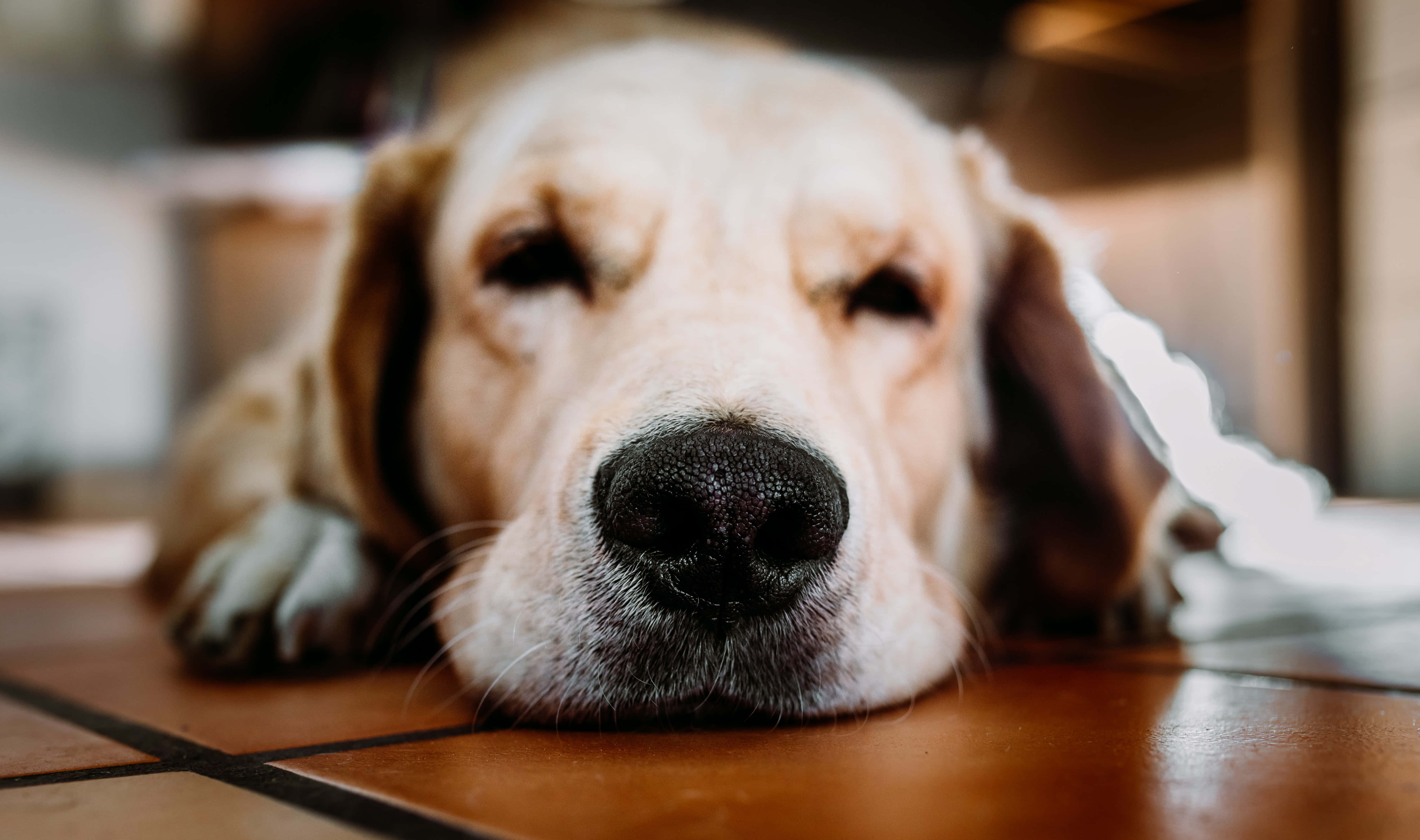 golden retriever puppy 桌布 壁紙 — 一隻睏倦的金毛尋回犬將頭枕在瓷磚地板上的特寫，光線柔和溫暖。