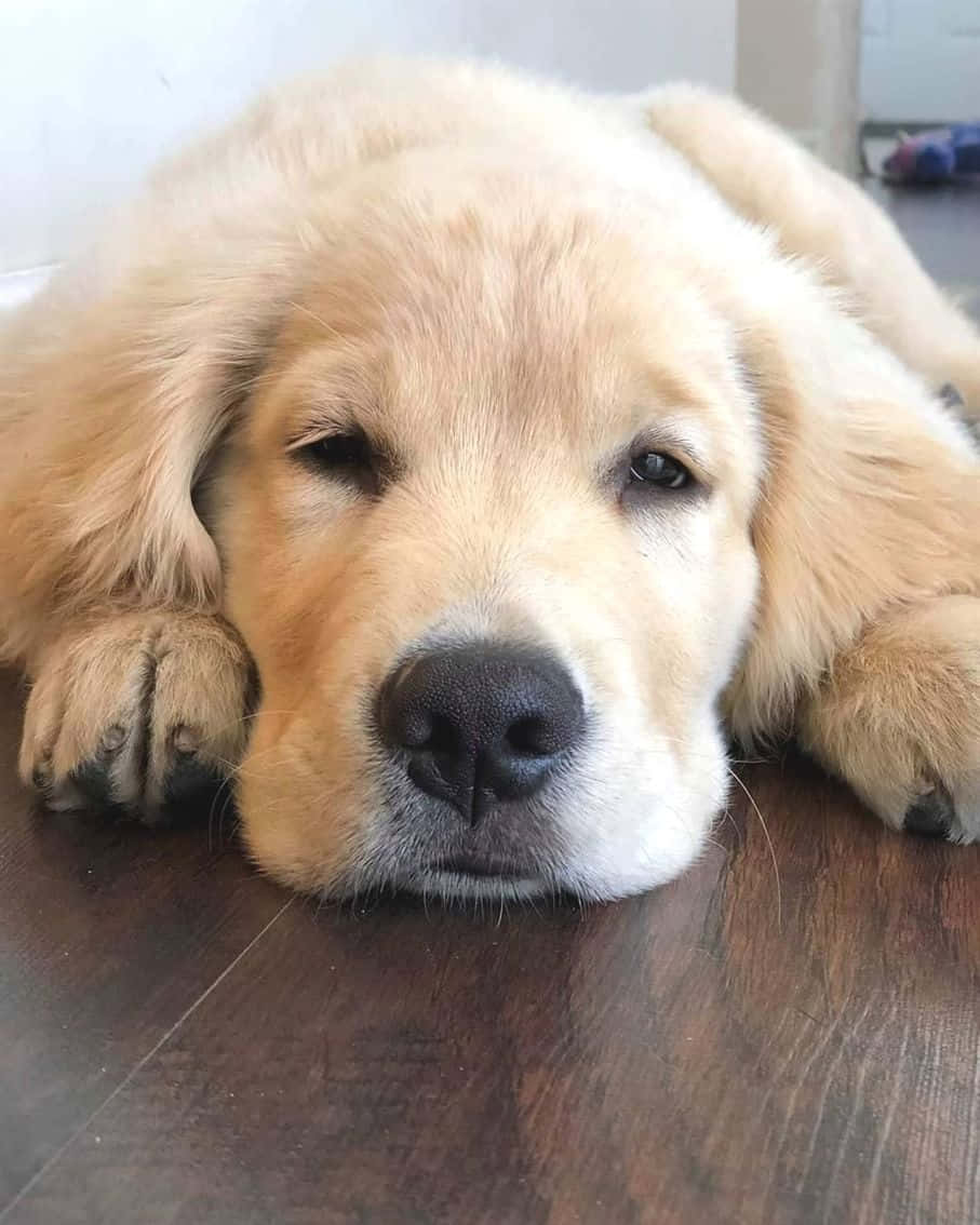 Cuddly 桌布 壁紙 — 一隻睏倦的金毛尋回犬幼犬將頭靠在深色木地板上，擁有柔軟的金色毛髮和半閉的眼睛。