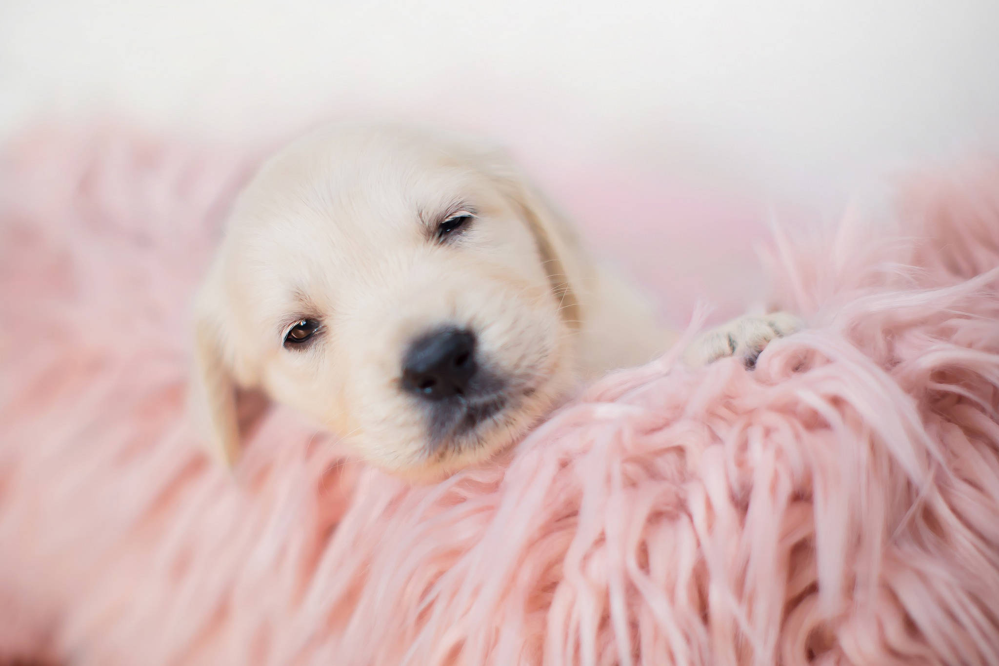 Labrador 桌布 壁紙 — 一隻睏倦的金毛尋回犬幼犬將頭靠在柔軟的粉紅色地毯上，背景柔和模糊。