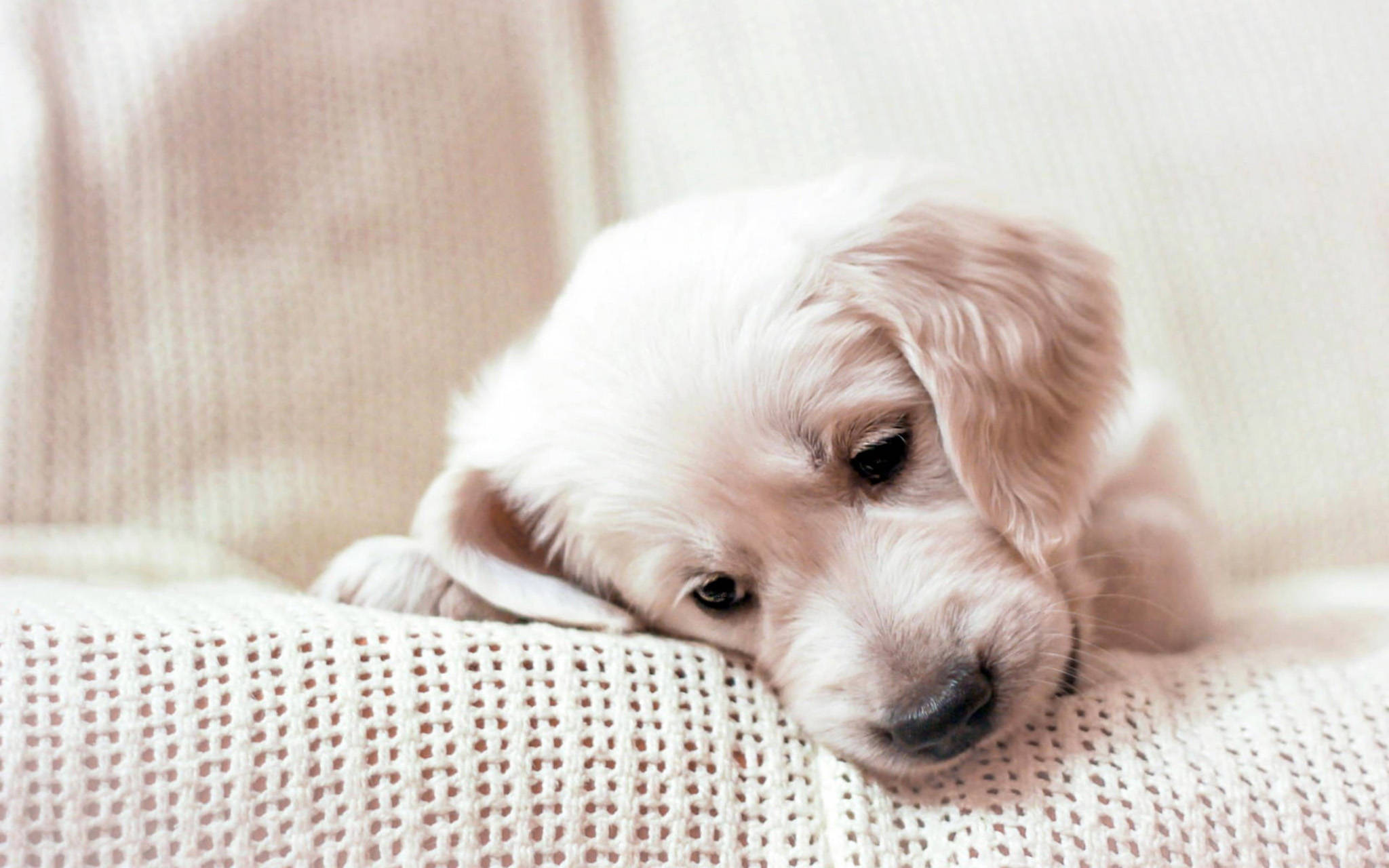 黃金獵犬幼犬 桌布 壁紙 — 一隻睏倦的金毛尋回犬幼犬將頭靠在柔軟有質感的毛毯上，光線柔和。