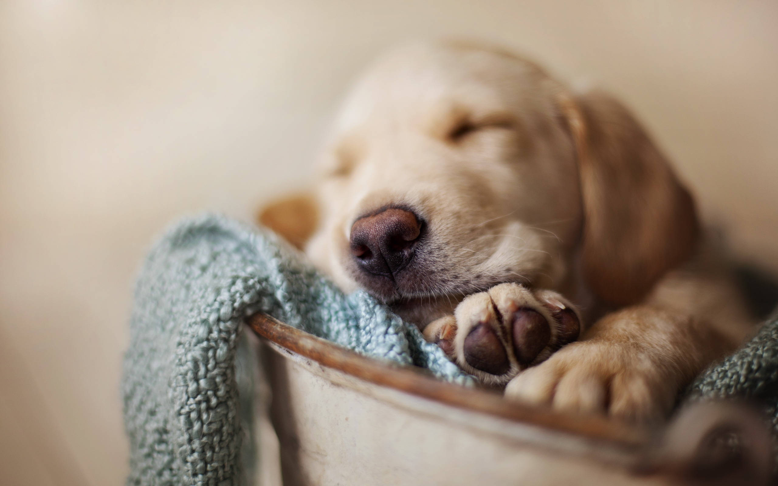 黃金獵犬 桌布 壁紙 — 一隻睏倦的金毛尋回犬幼犬將頭靠在一個鄉村風格金屬桶內的青綠色毯子上。
