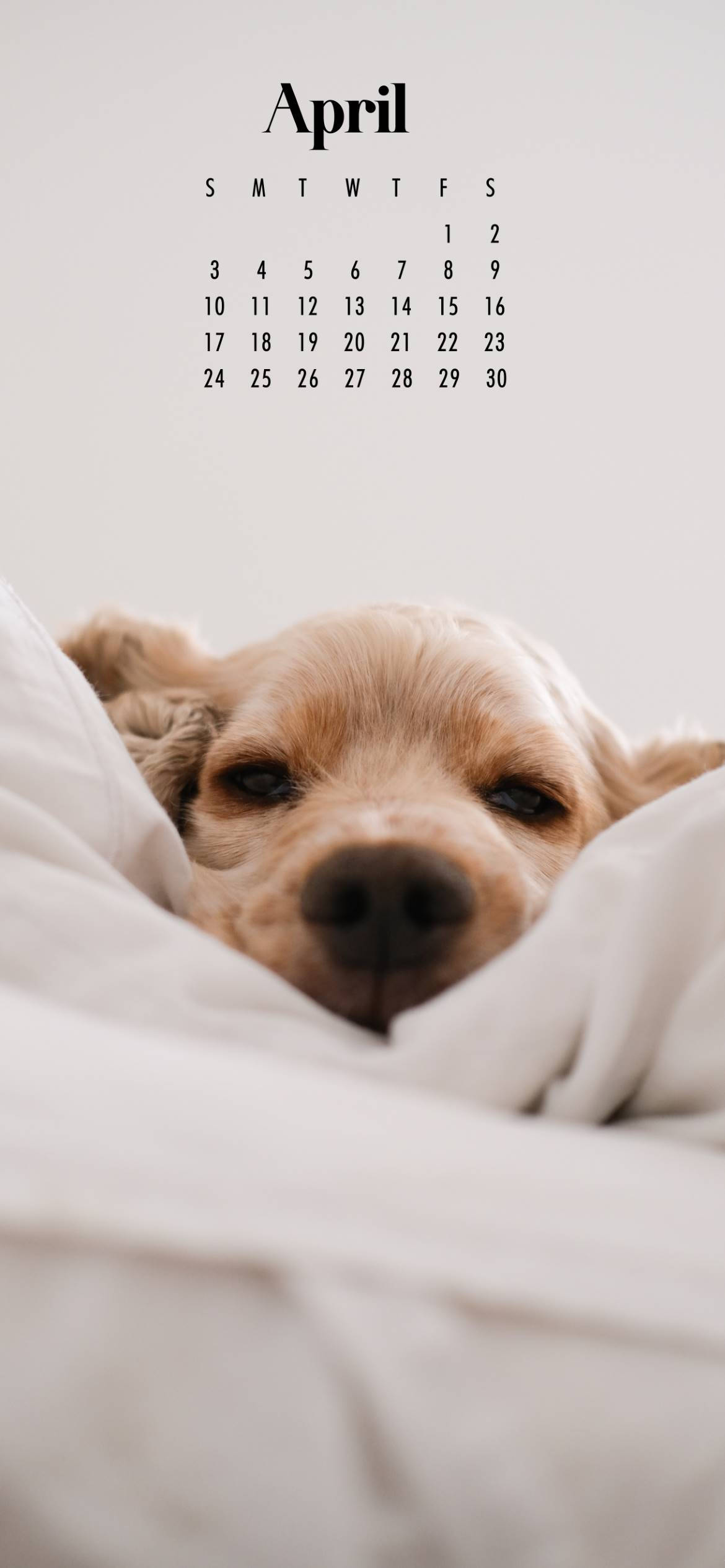 April 桌布 壁紙 — 一隻睏倦的金毛犬從柔軟的白色毯子下探出頭來，上方有四月日曆。