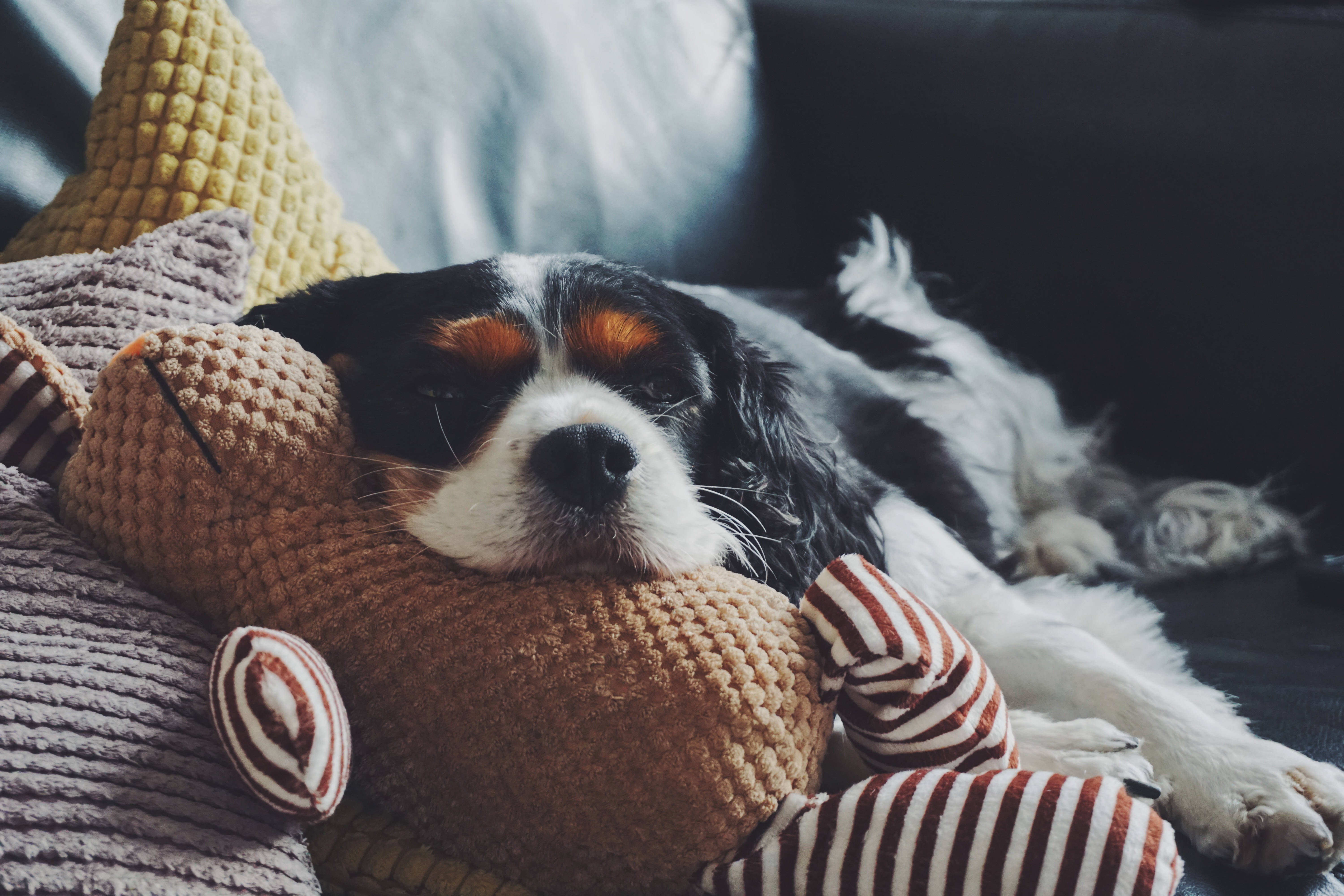 可愛狗狗 桌布 壁紙 — 一隻睏倦的騎士查理王小獵犬在深色沙發上，將頭靠在一個編織玩具上，周圍是舒適的靠墊。