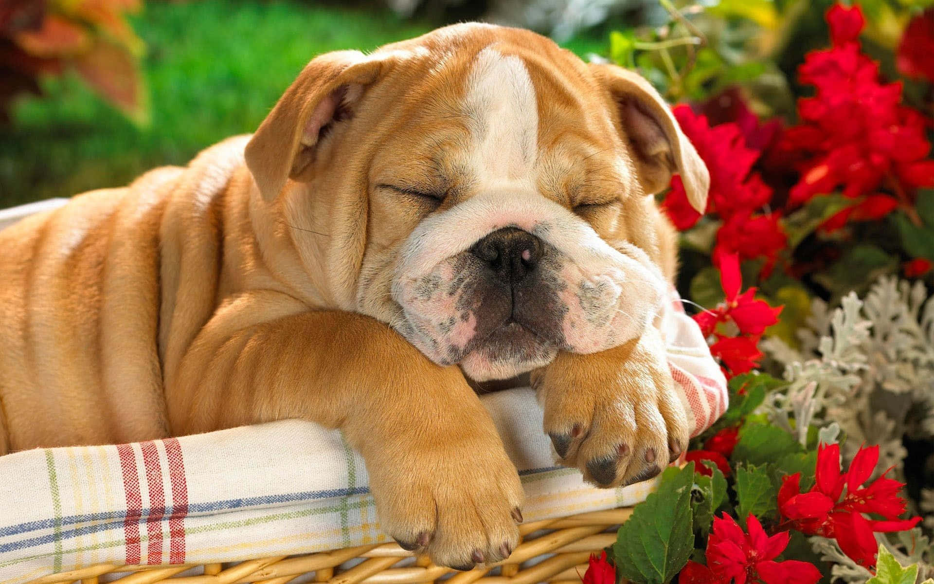 Aesthetic Dog 桌布 壁紙 — 一隻睏倦的鬥牛犬幼犬在柳條籃中安詳地休息，周圍環繞著鮮豔的紅花和綠葉。