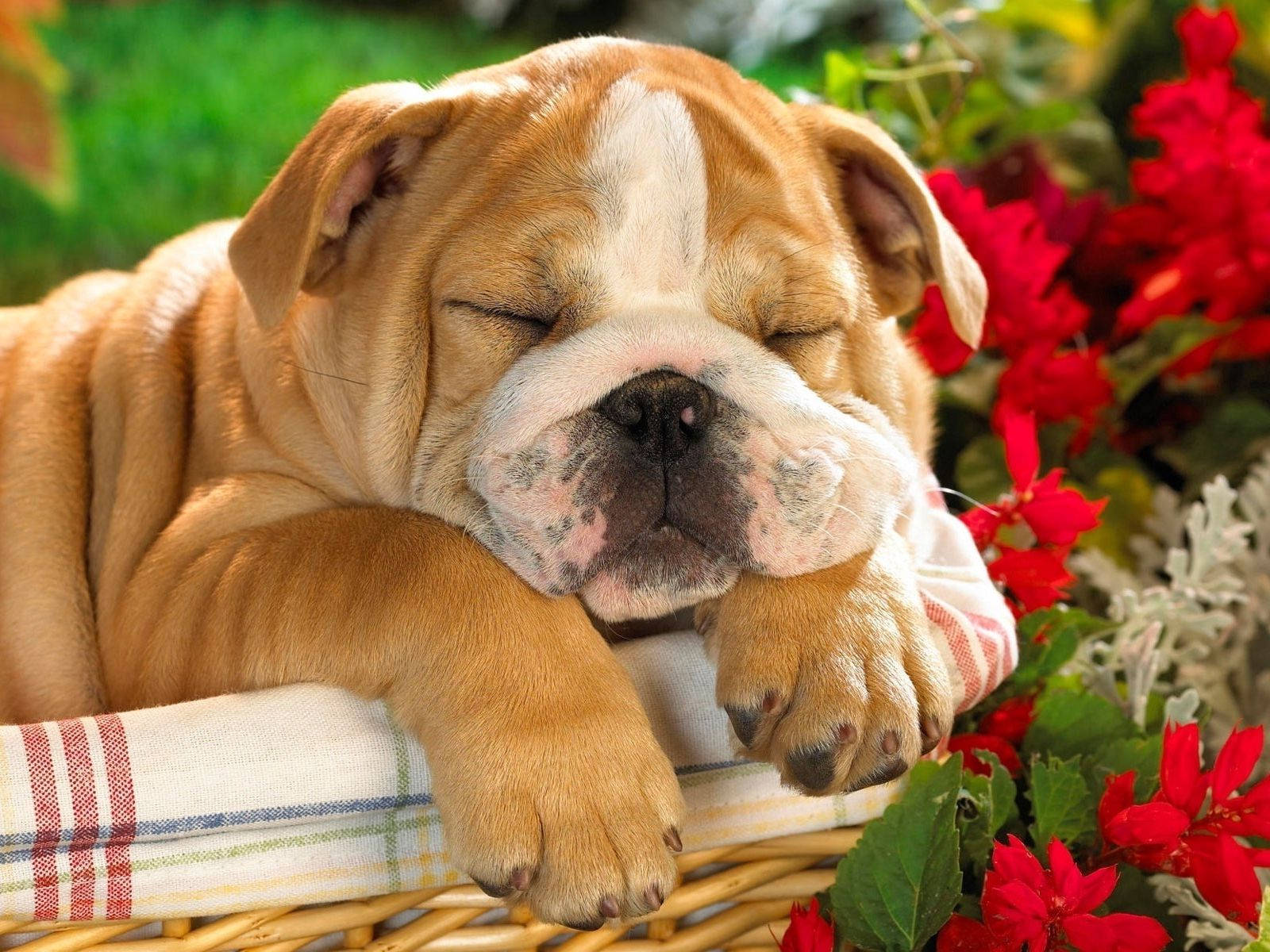 Bulldog 桌布 壁紙 — 一隻睏倦的鬥牛犬幼犬將頭靠在一個柳條籃子裡的條紋毯子上，周圍環繞著紅花。