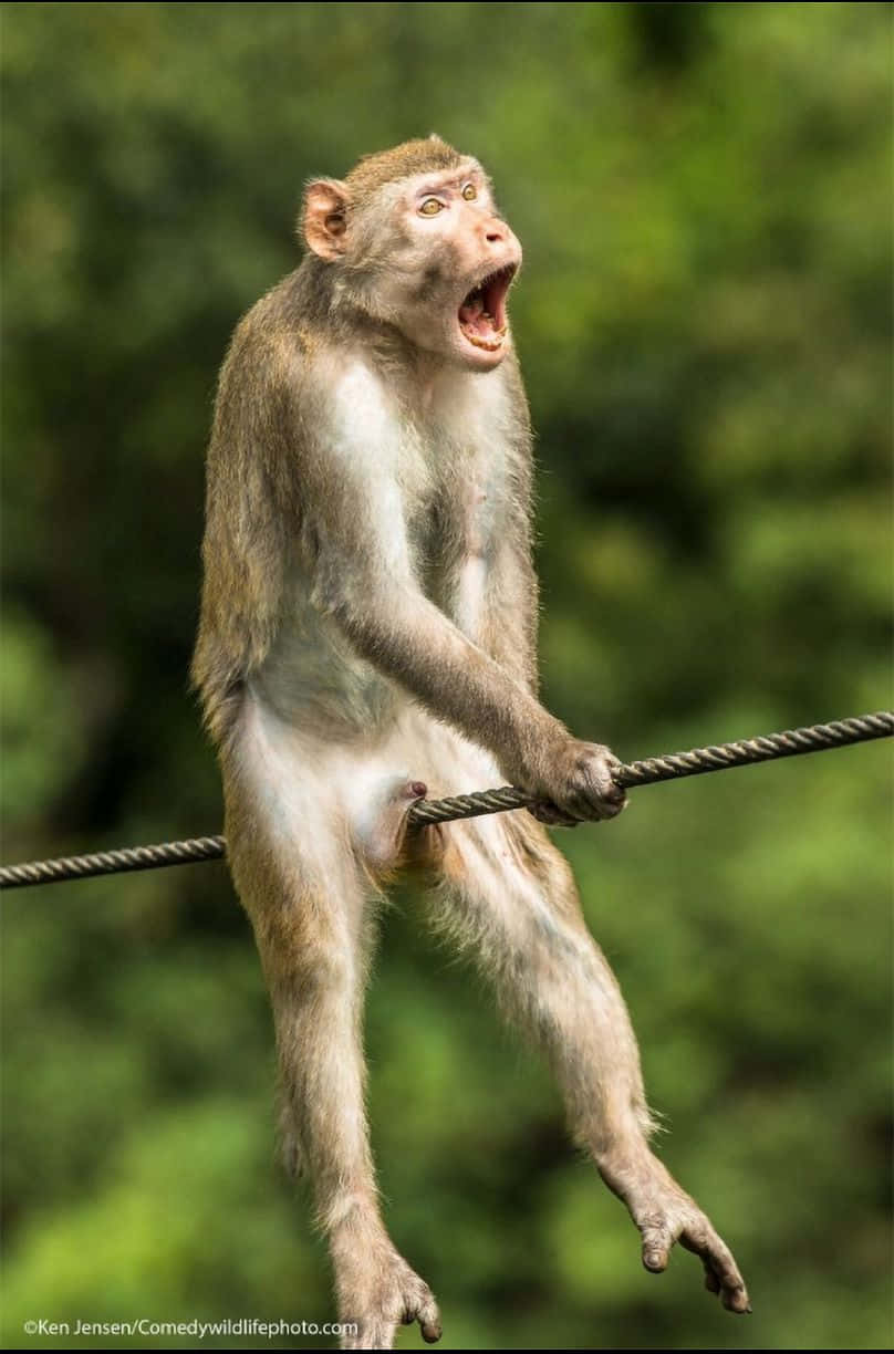 動物 桌布 壁紙 — 一隻睜大眼睛、張開嘴巴的猴子掛在繩子上，背景是模糊的綠色森林。