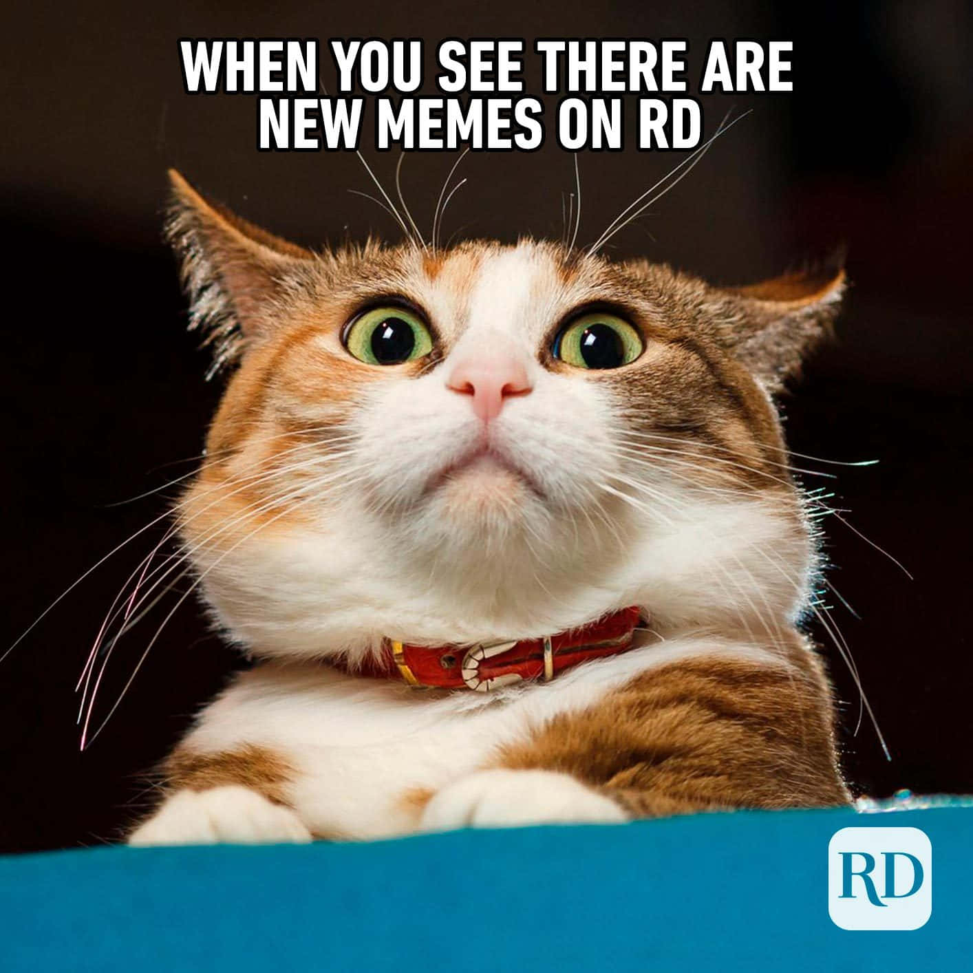Cute Animal Memes 桌布 壁紙 — 一隻睜大眼睛的三色貓，有綠色眼睛和紅色項圈，在深色背景下驚訝地向上看的特寫。