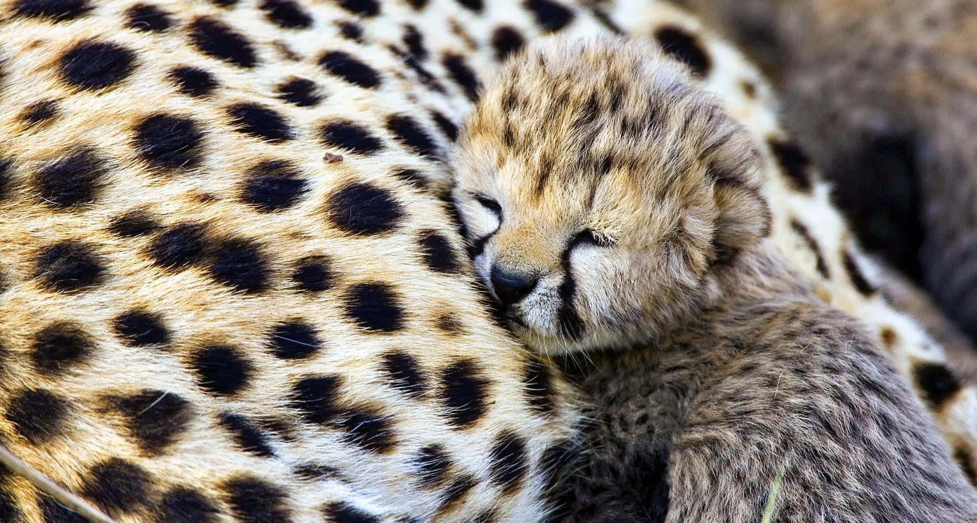 baby animal 桌布 壁紙 — 一隻睡意朦朧的獵豹幼崽依偎在母親斑駁的側腹上，展現溫柔的野生動物時刻。