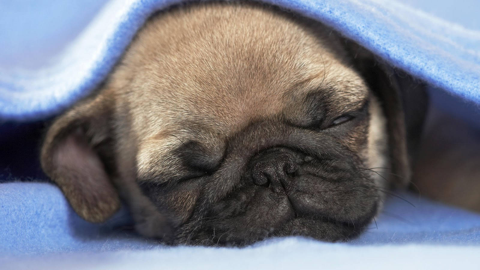 Pug 桌布 壁紙 — 一隻睡眼惺忪的巴哥犬幼犬閉著眼睛，在柔軟的藍色毯子下安詳地休息。
