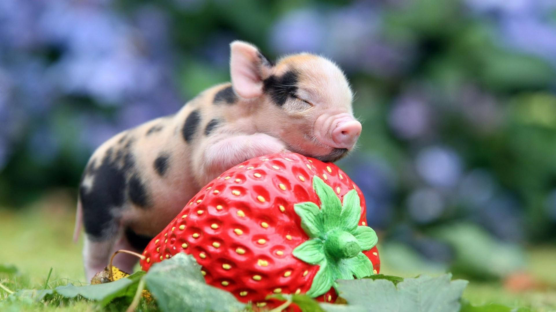 Pig 桌布 壁紙 — 一隻睡眼惺忪的斑點小豬在陽光明媚的花園裡，在一個巨大的紅色草莓上平靜地打盹。
